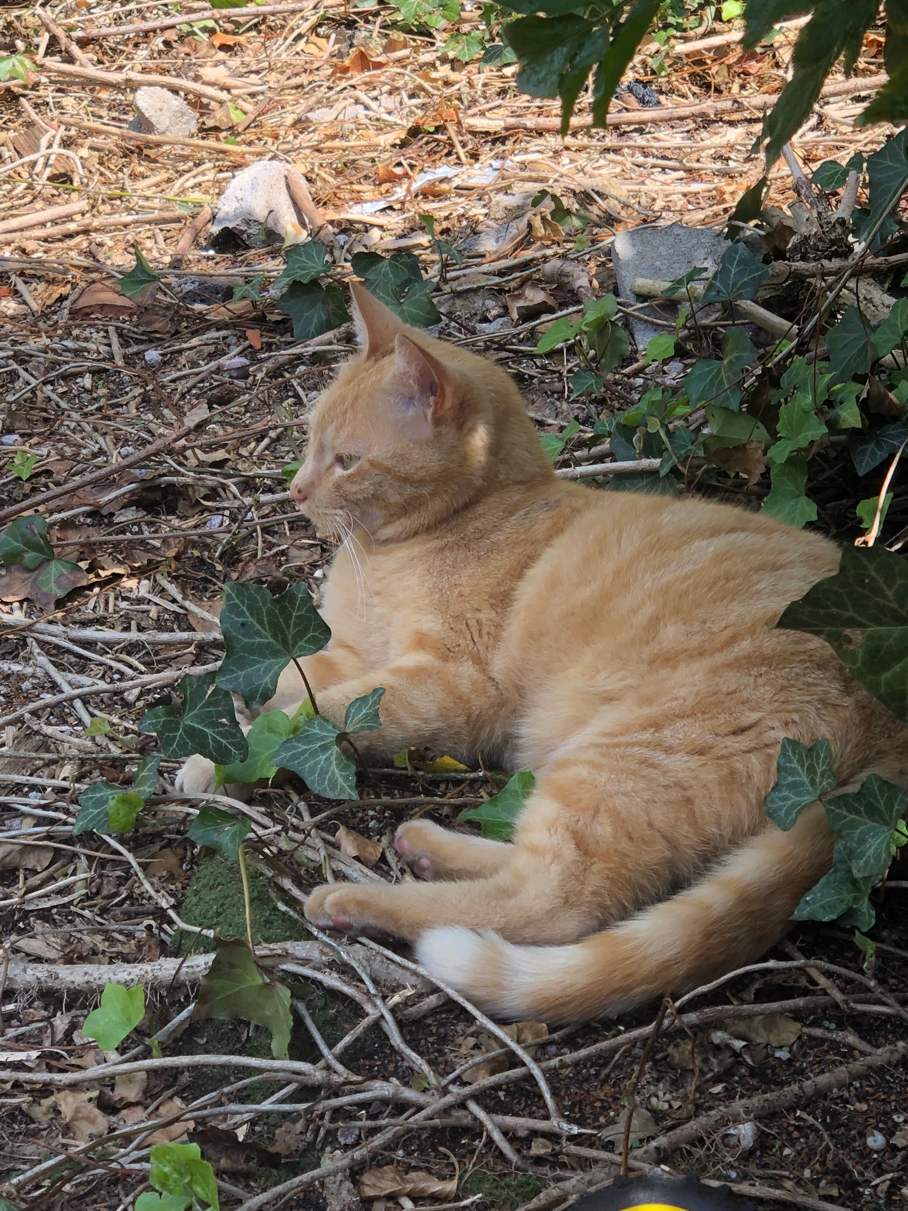 Rosie - 44 Rue Sainte-Berthe, Joeuf