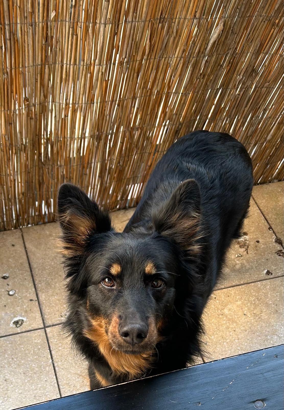 Primel - Königsberger Straße, Rellingen