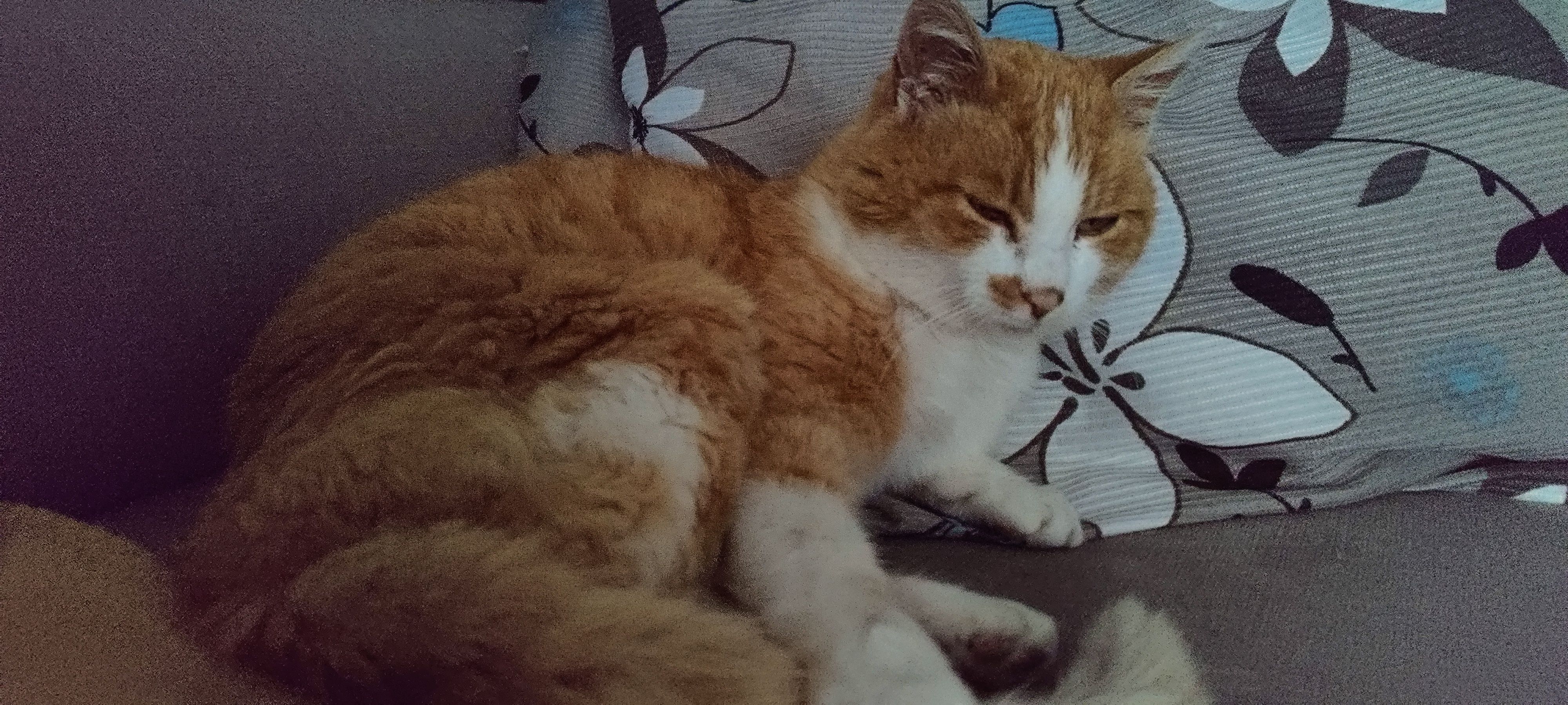 Simi - Blümlisalpstrasse, Steffisburg