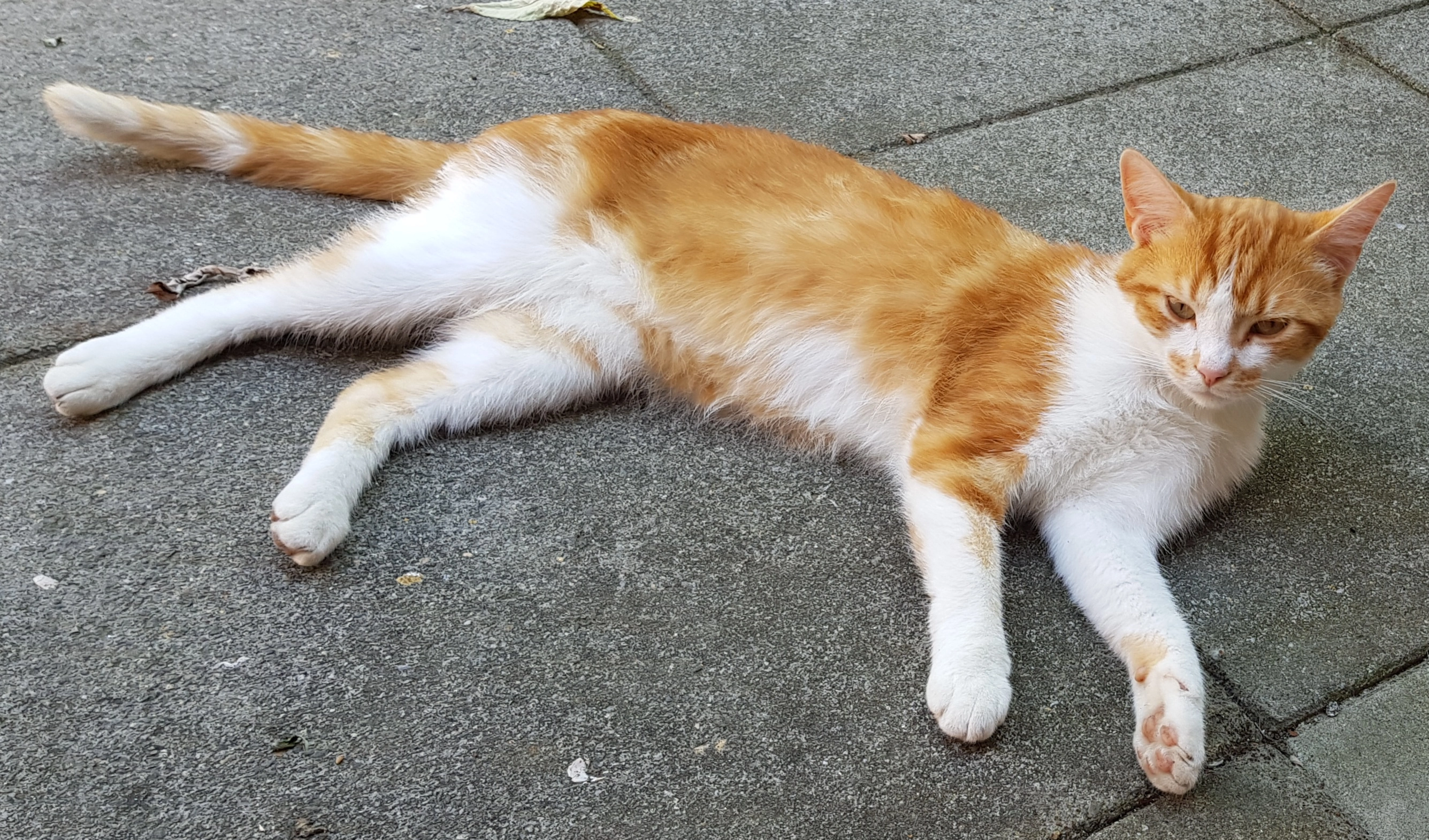 Toulouse - Burgemeester Baaslaan, Middelburg