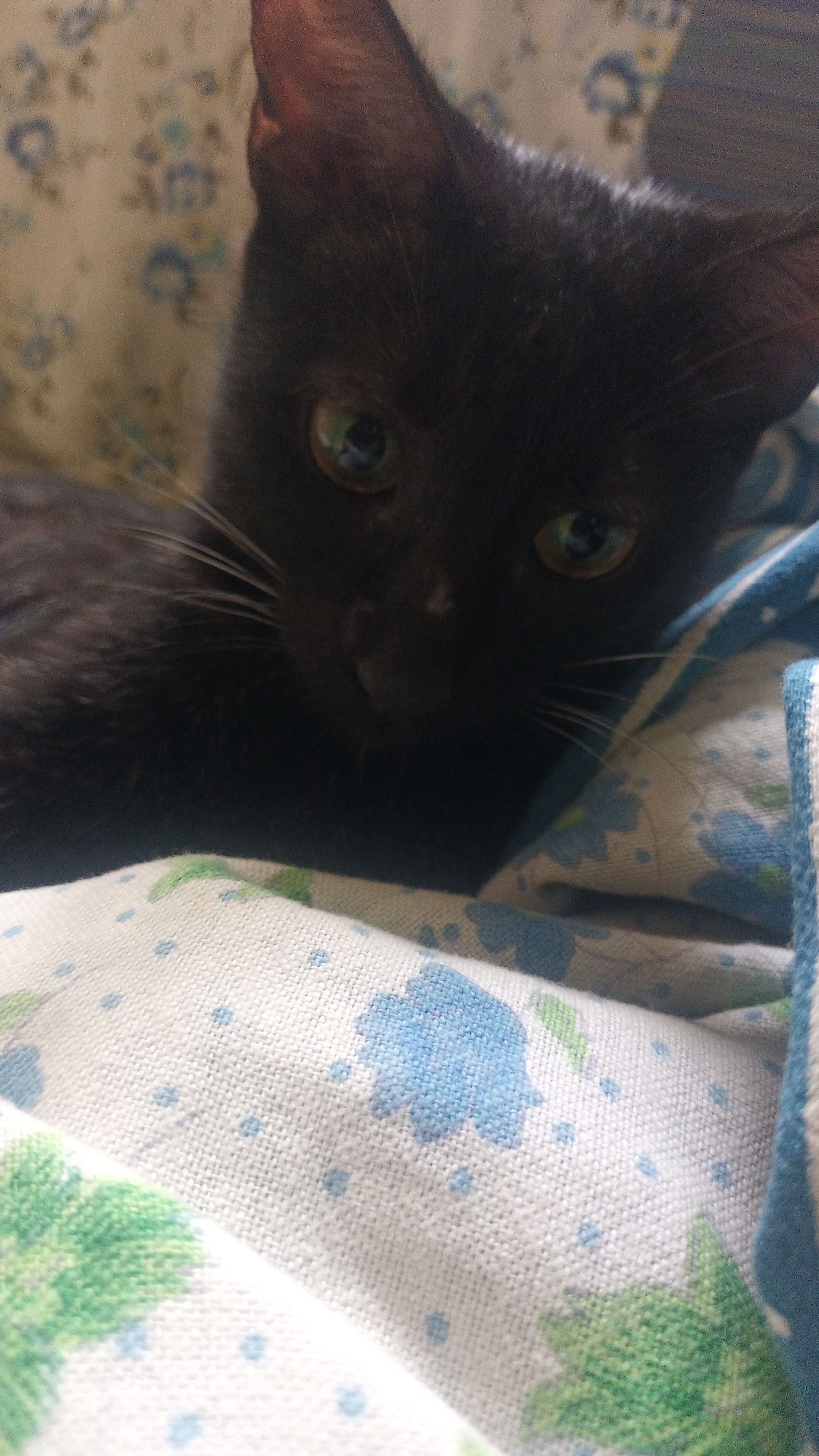 Chatni  - Balewadi High Street, Pune