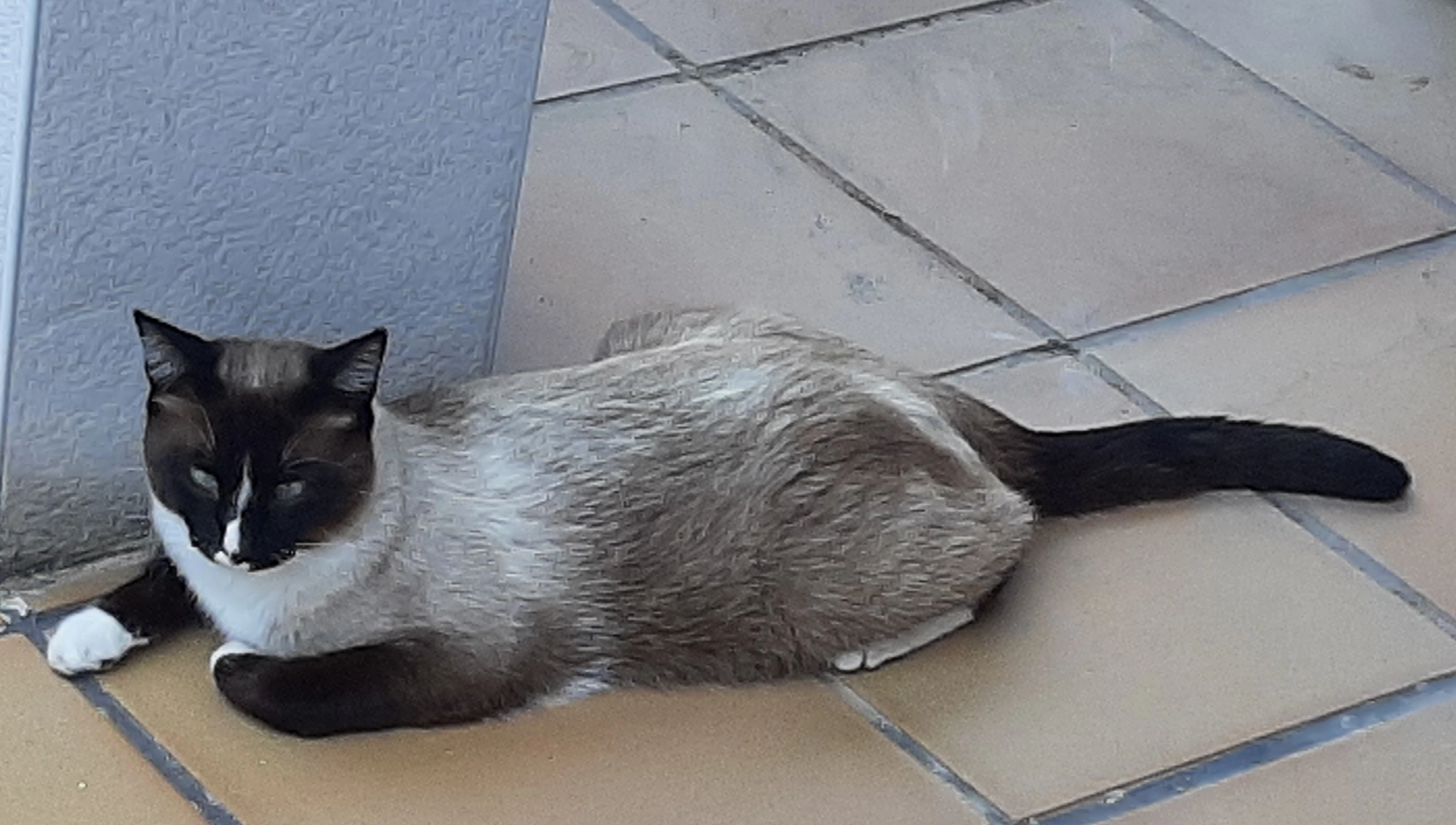 Leo - Carrer De Sant Joan Baptista, Piera