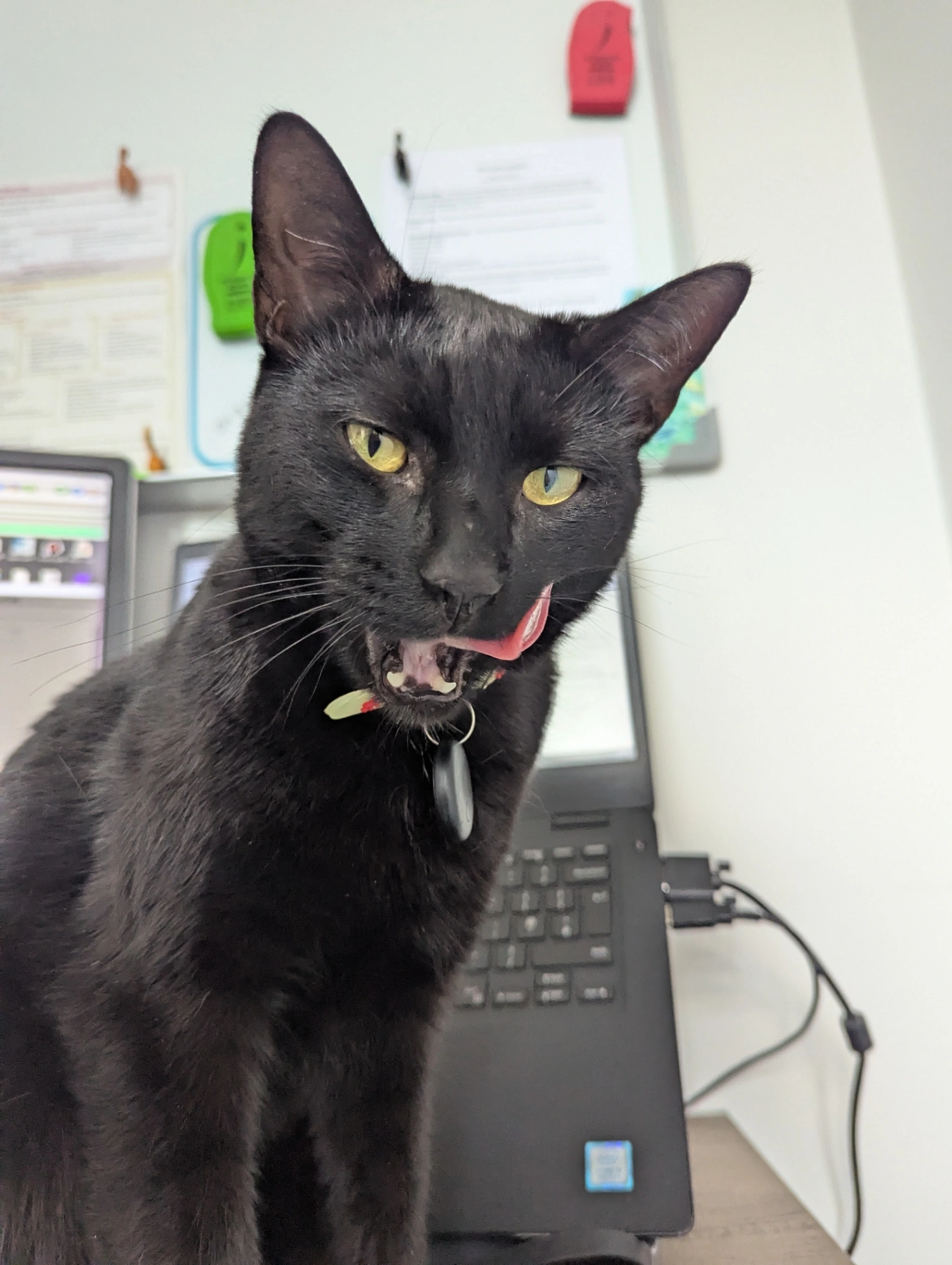 Leo - Norwich Avenue, Grimsby