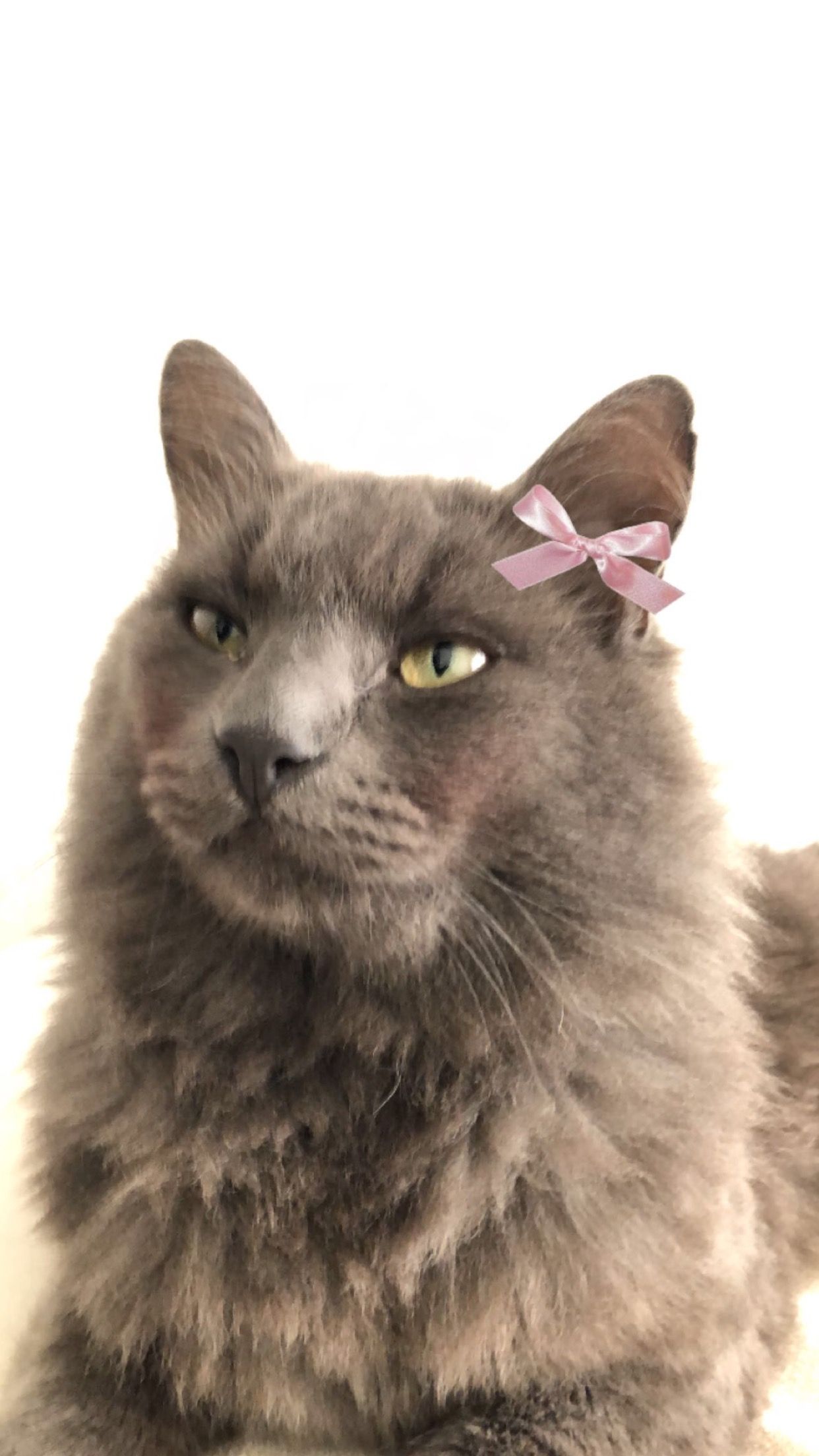 Cesar - Sankt Hans Gade, Odense