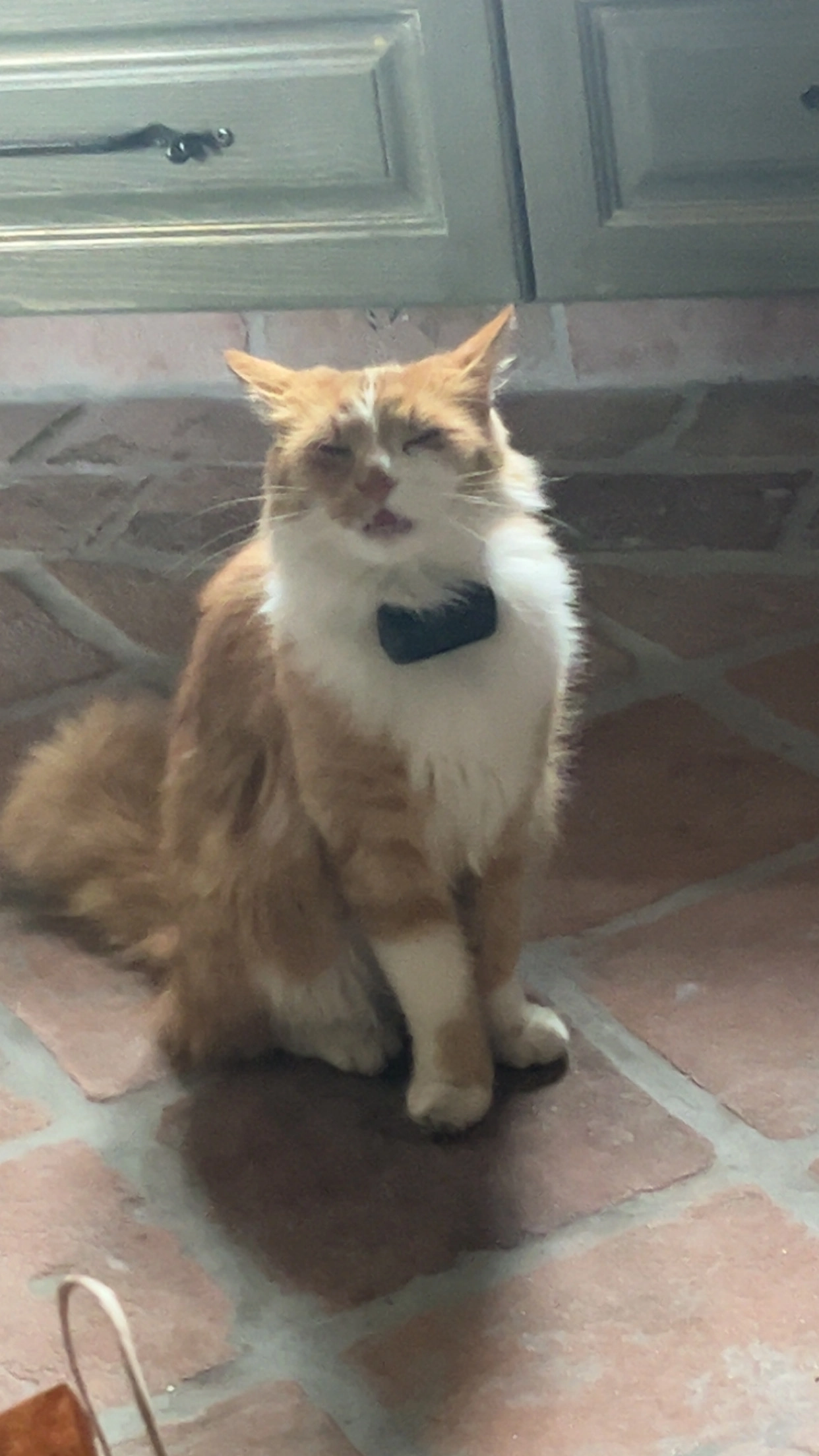 Chili - Hainersdorf, Hainersdorf