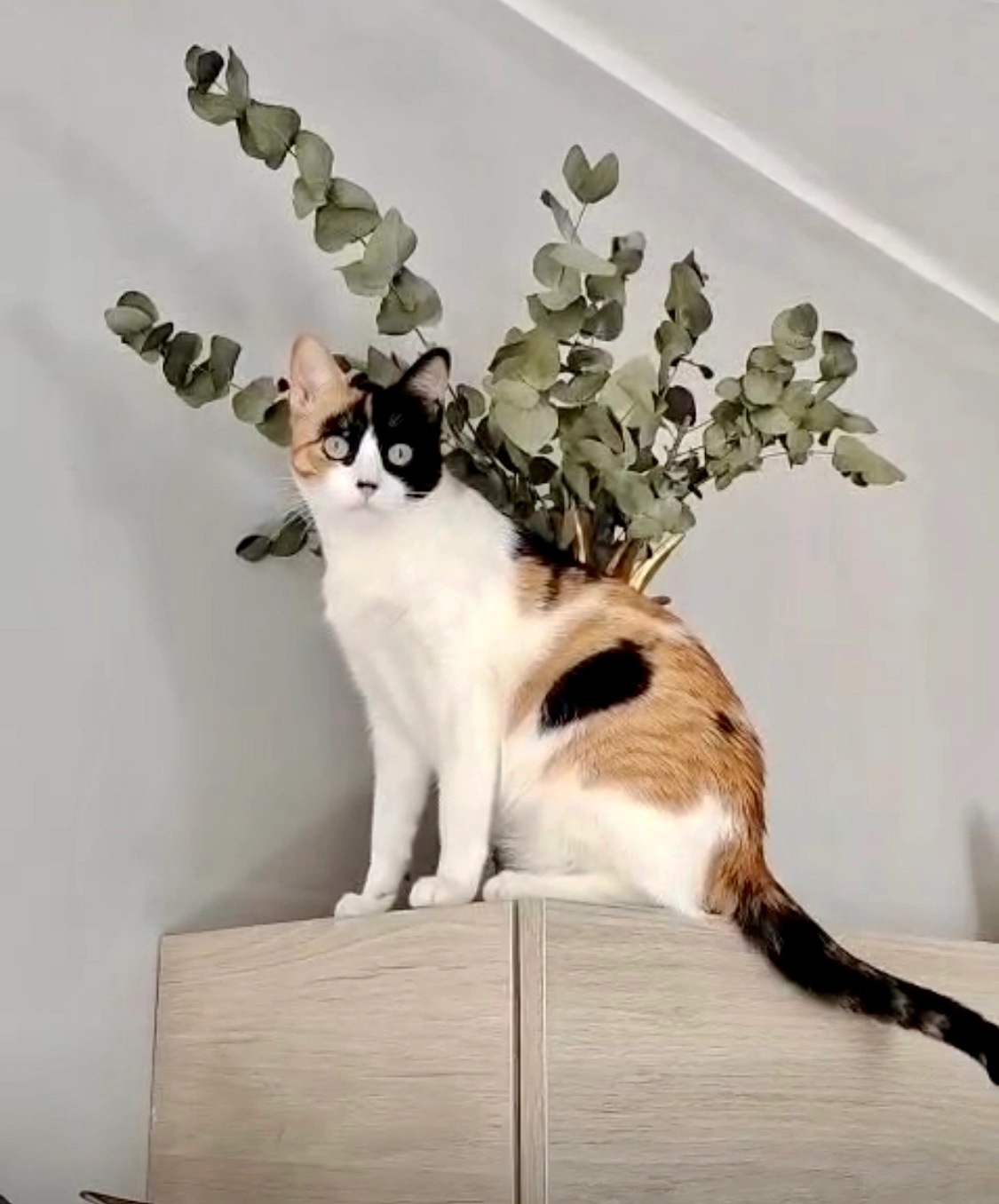 Pizca  - Cm Plana La (Lp), Castelló de la Plana