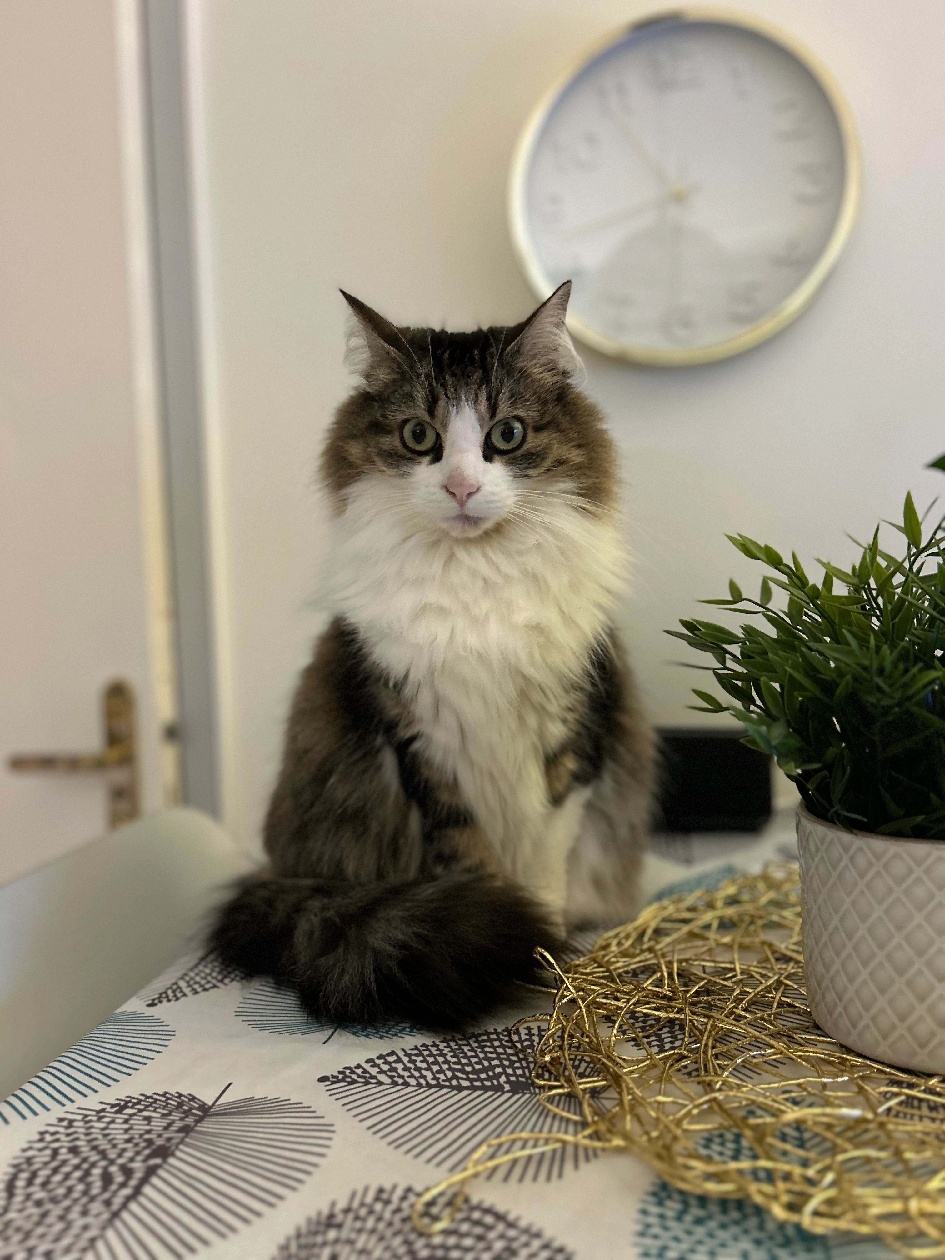 June  - Boulevard Jean Marin, Saint-Jacques-de-la-Lande