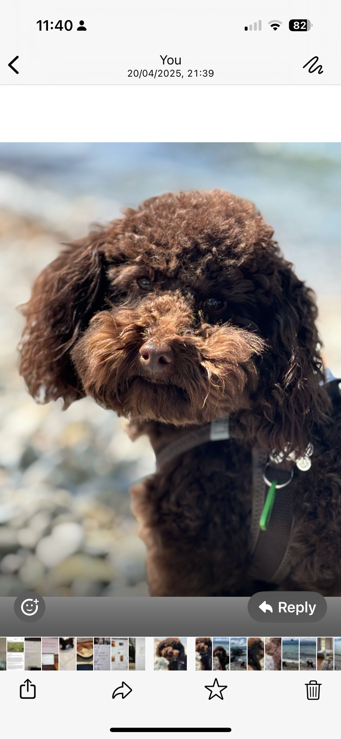 Bruno  - Route d'Hermance, Collonge-Bellerive