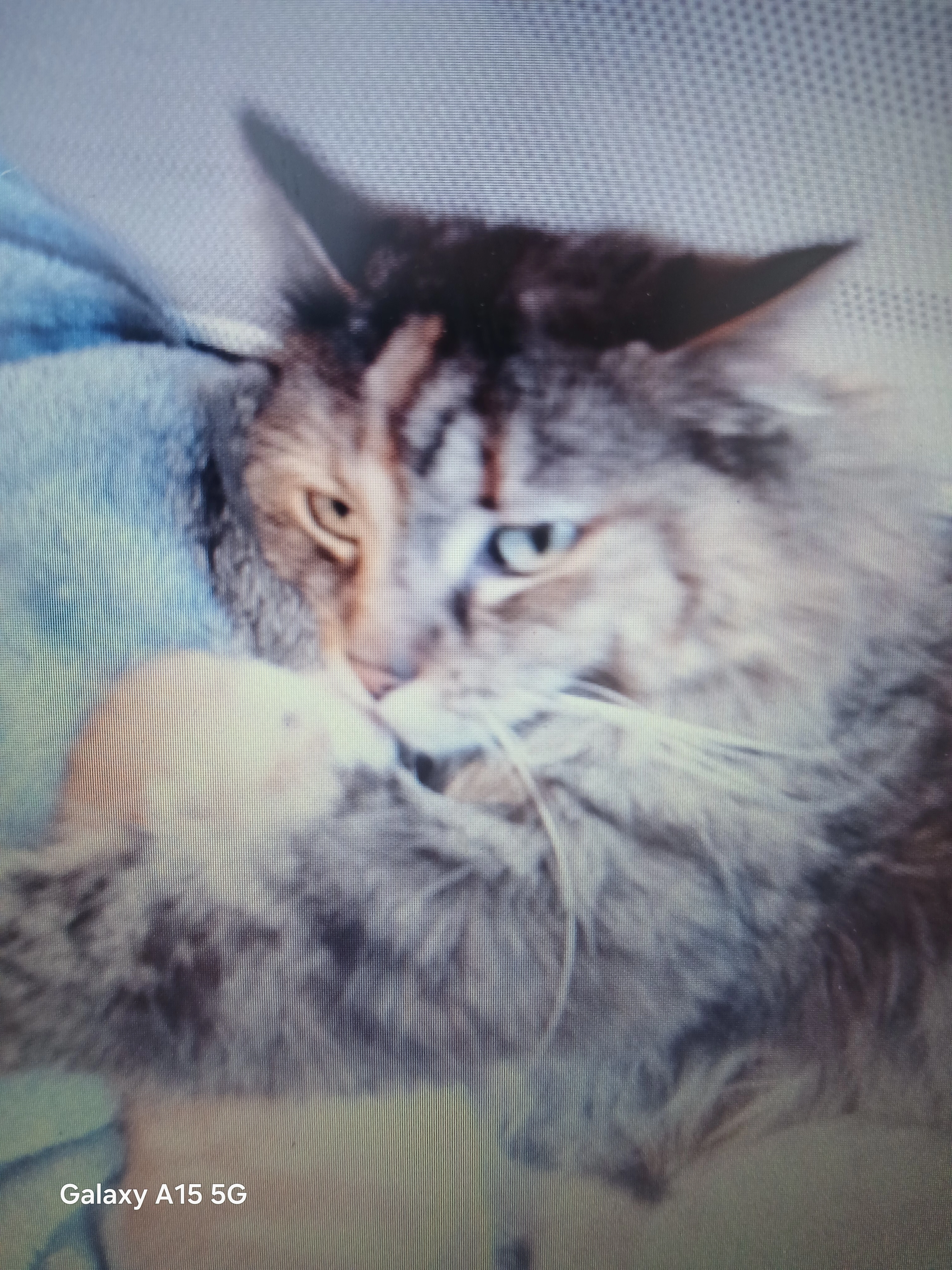 Dounia - Rue de Soleure 15, Moutier