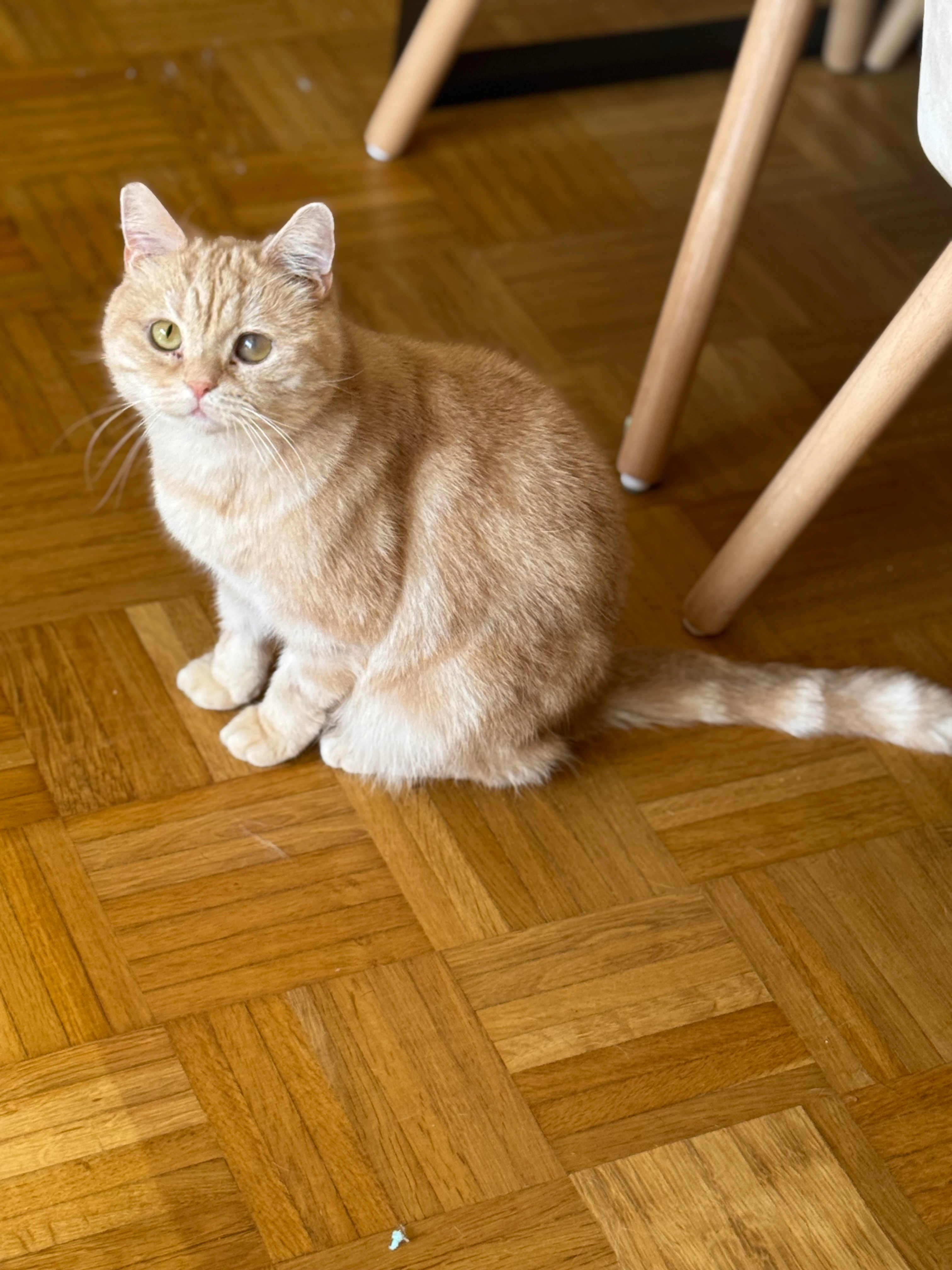 Toffee - Zum Kölpiensee, Peenemünde