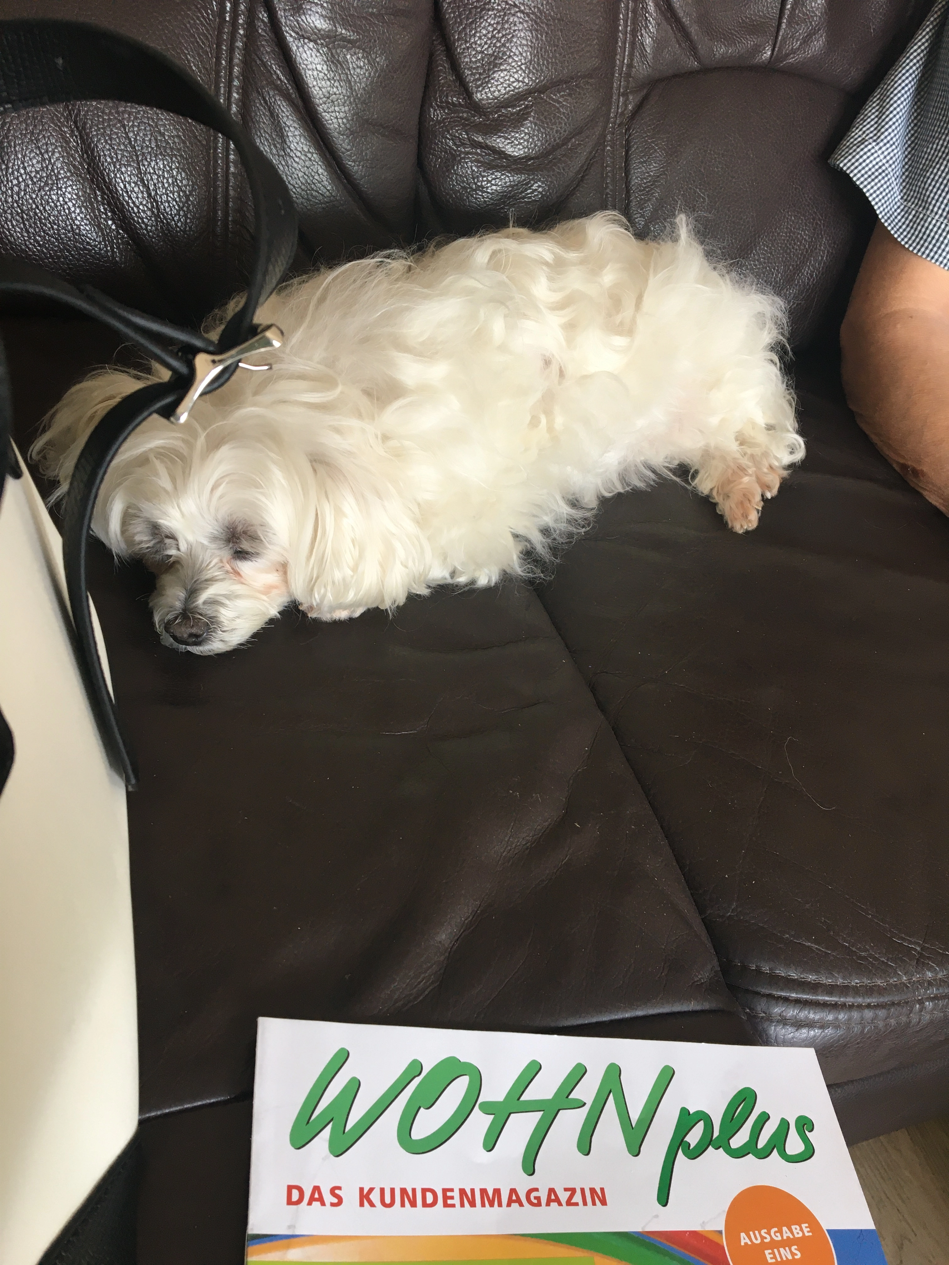 Bambi  - Wormser Straße, Speyer