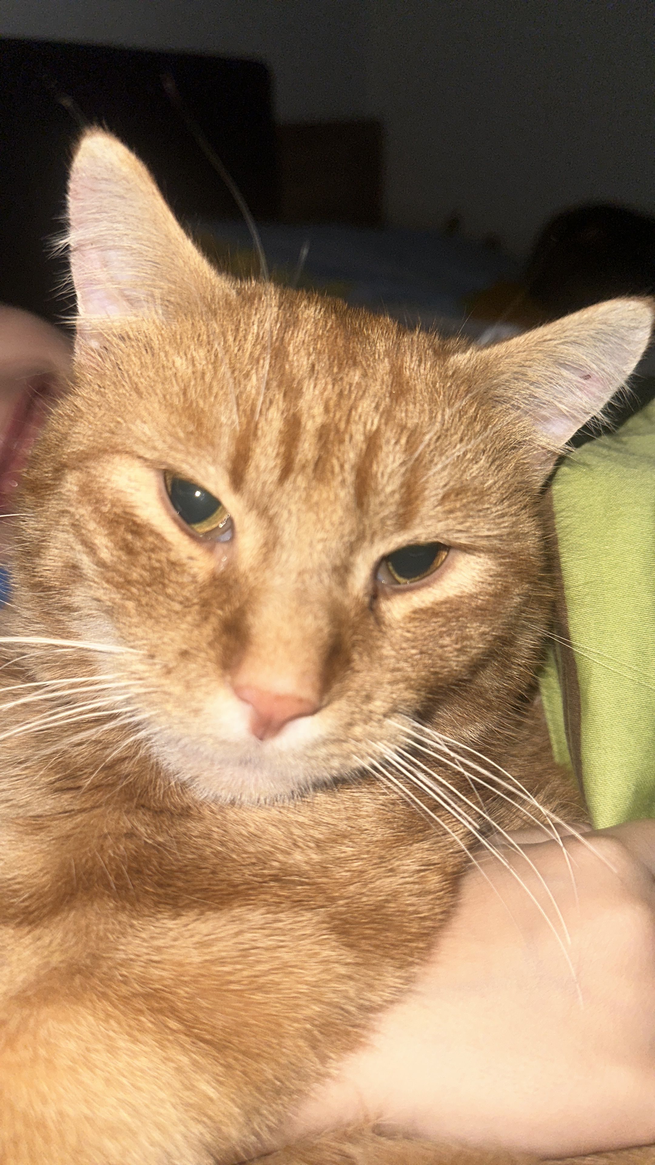 Pikatchu - Gotthardstrasse 25C, Arth