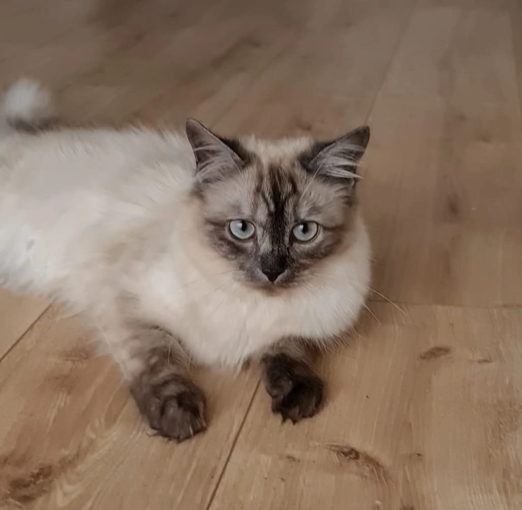 Simba - Funckstraße, Frankfurt am Main