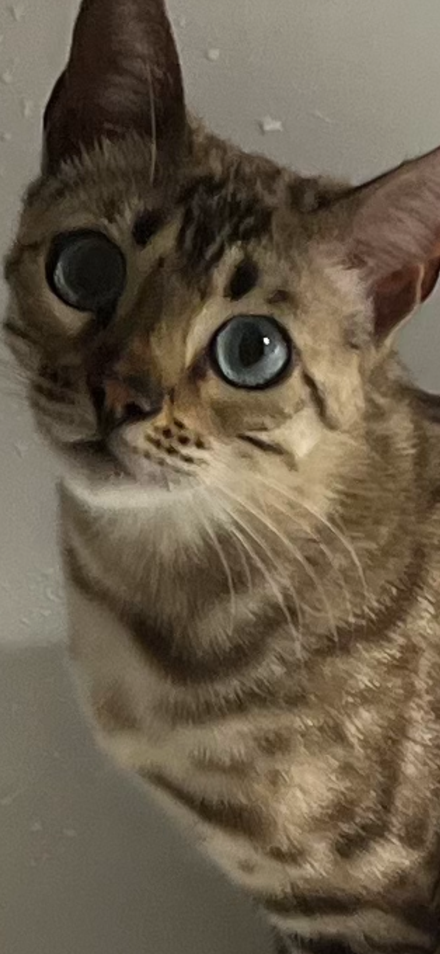 perdi - Compton Place, Torquay , St marys church 