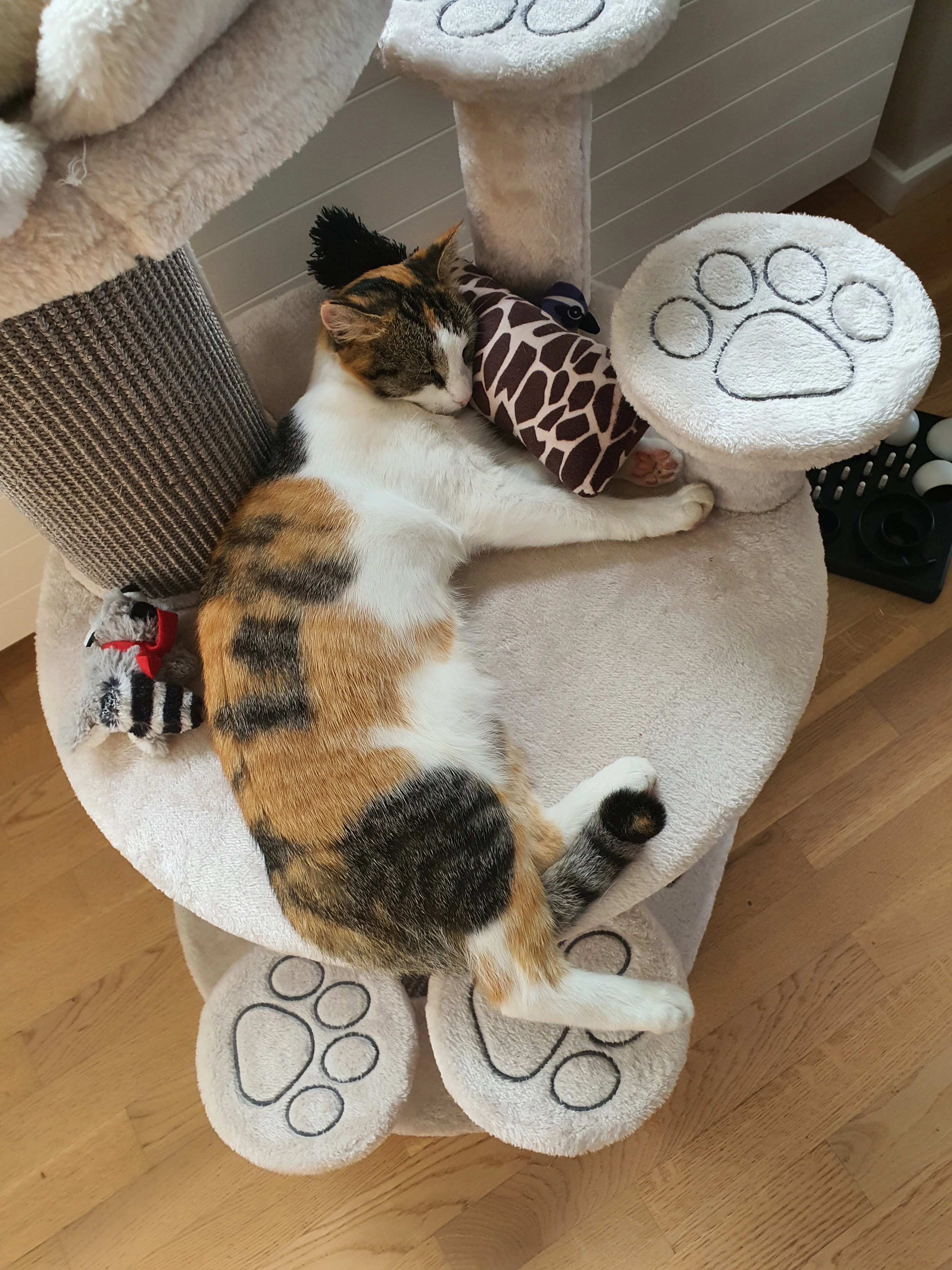 Lissi - Stiegsfeld, Wuppertal