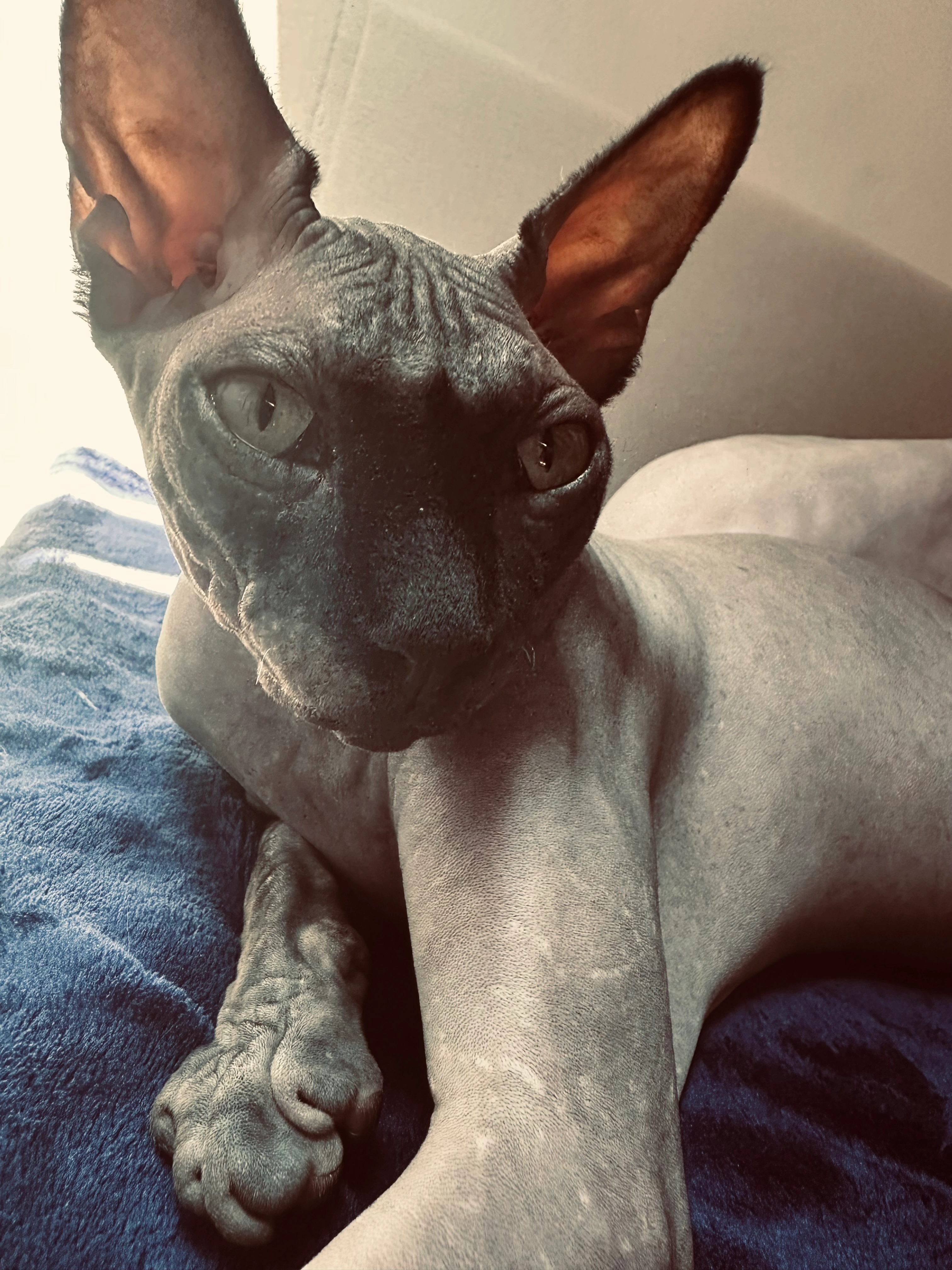 Stich - Calle del Olivar 3, Madrid