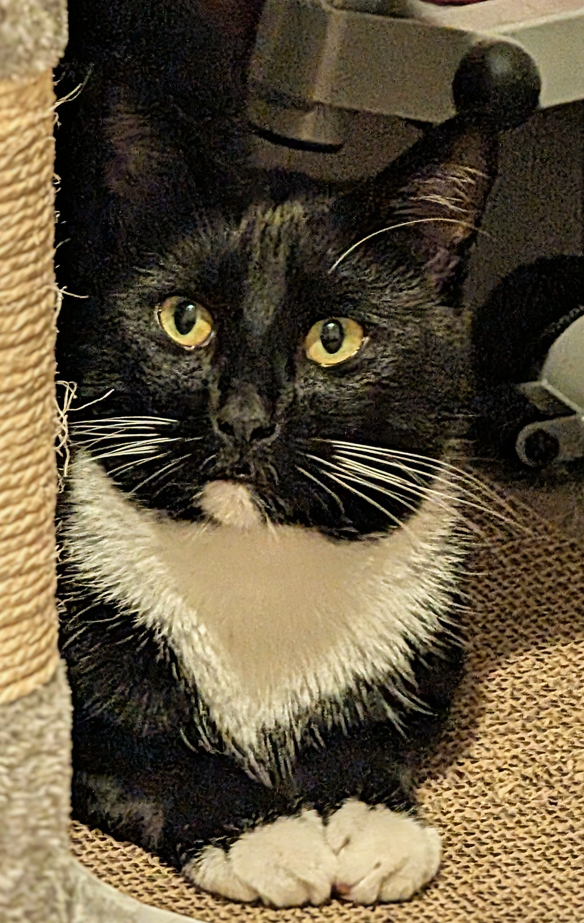 Pablo - Orkney Place, Falkirk