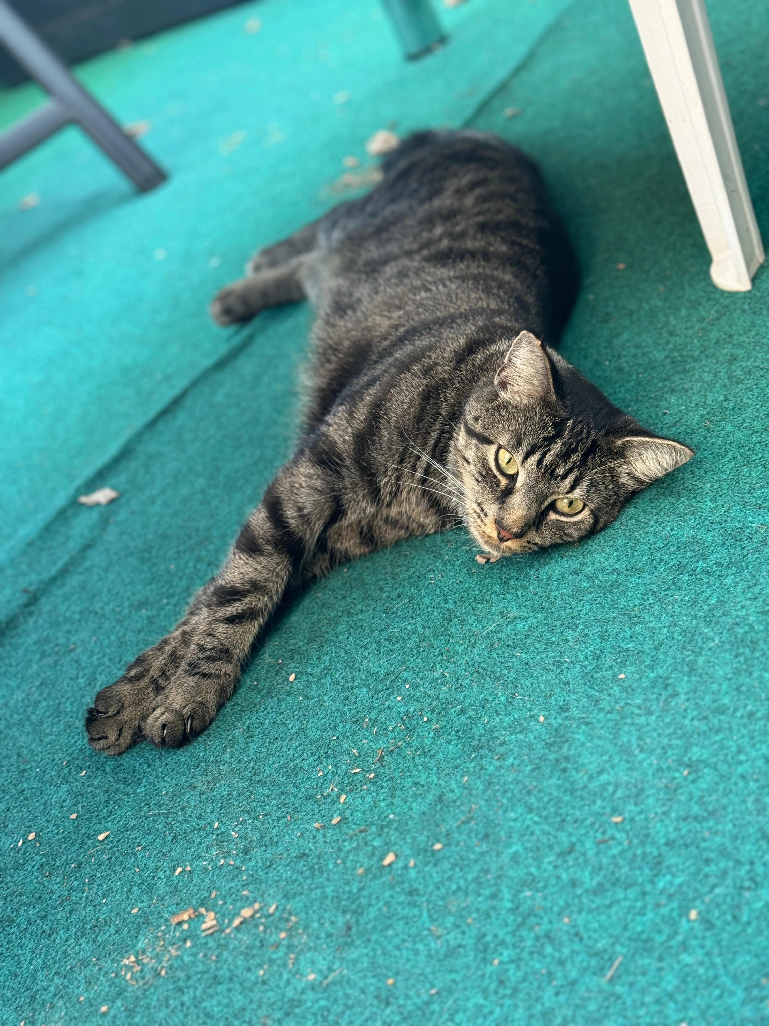 Willi - Kantstraße, Andernach