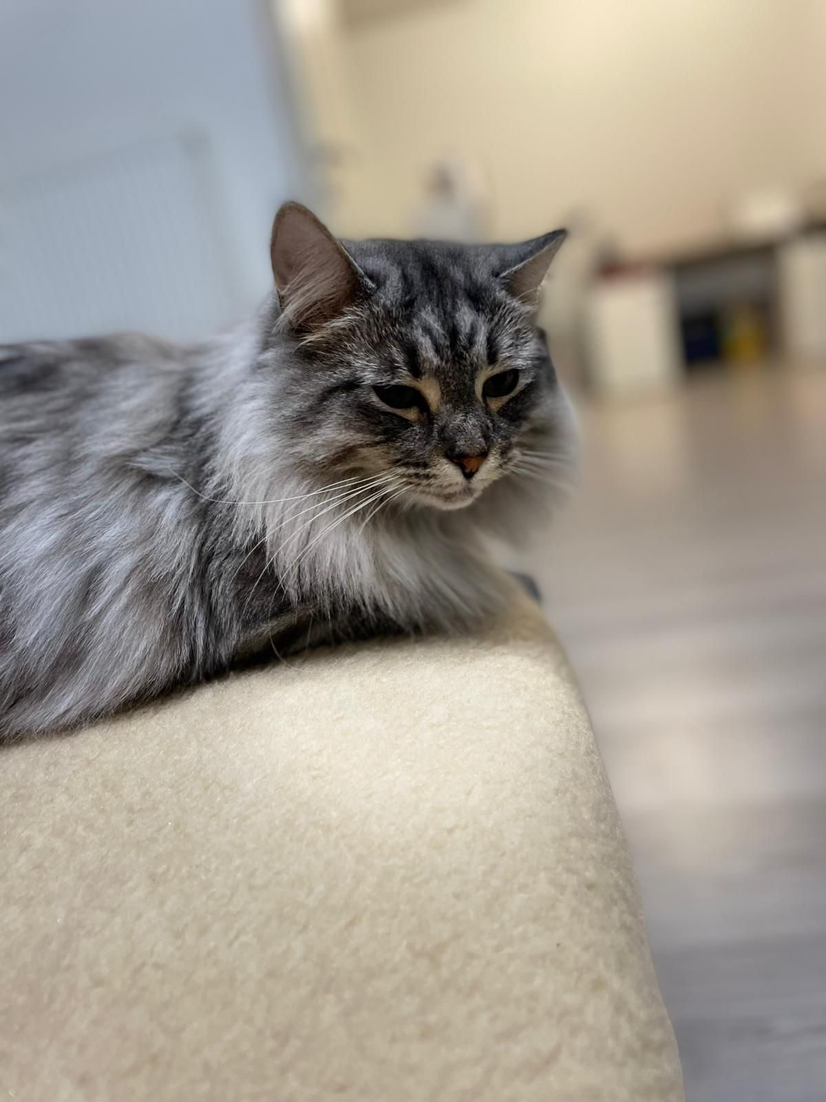 Tinkerbell - Stubenerstraße, Bernstein