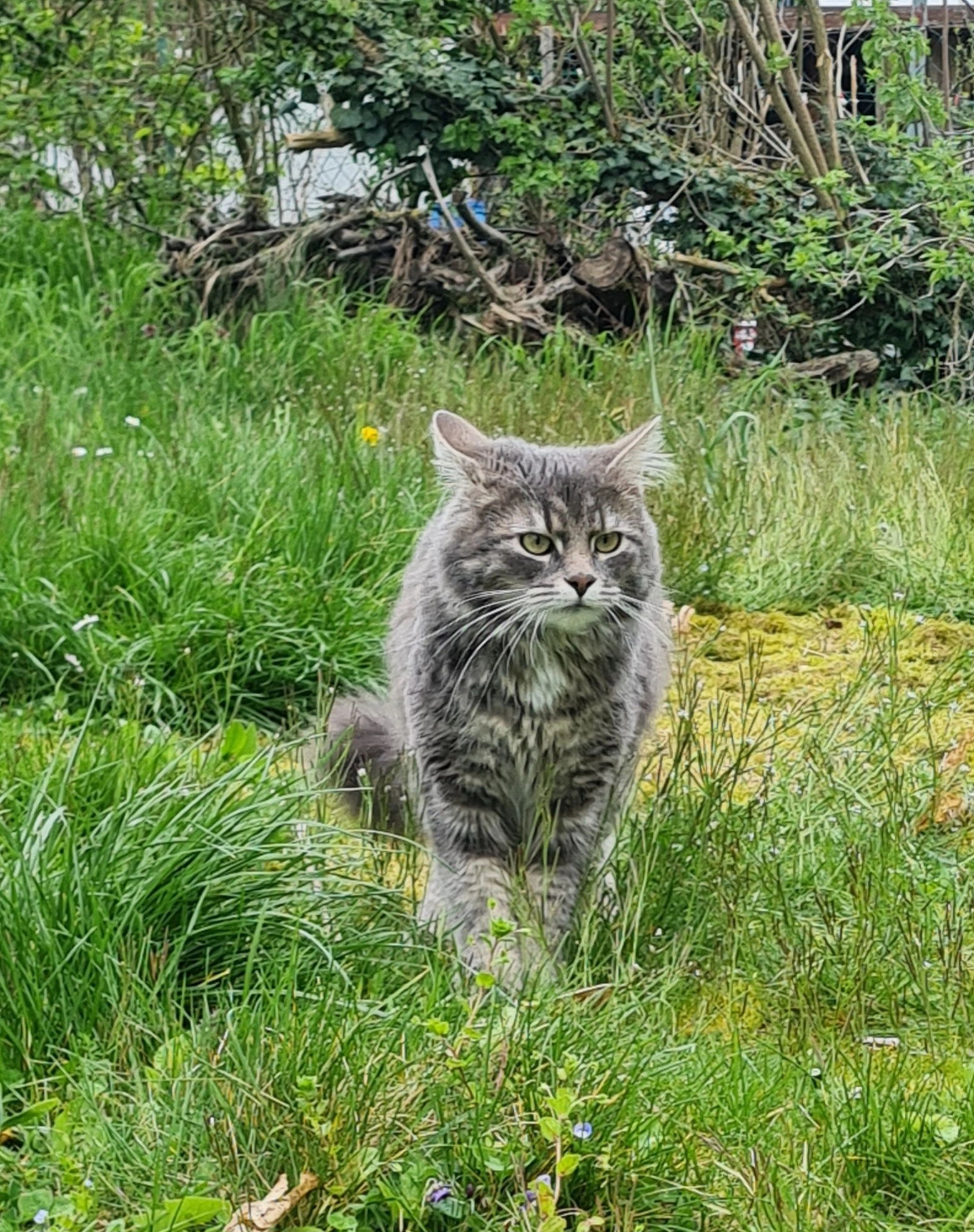 Timmi - Im Gässel, Römerberg