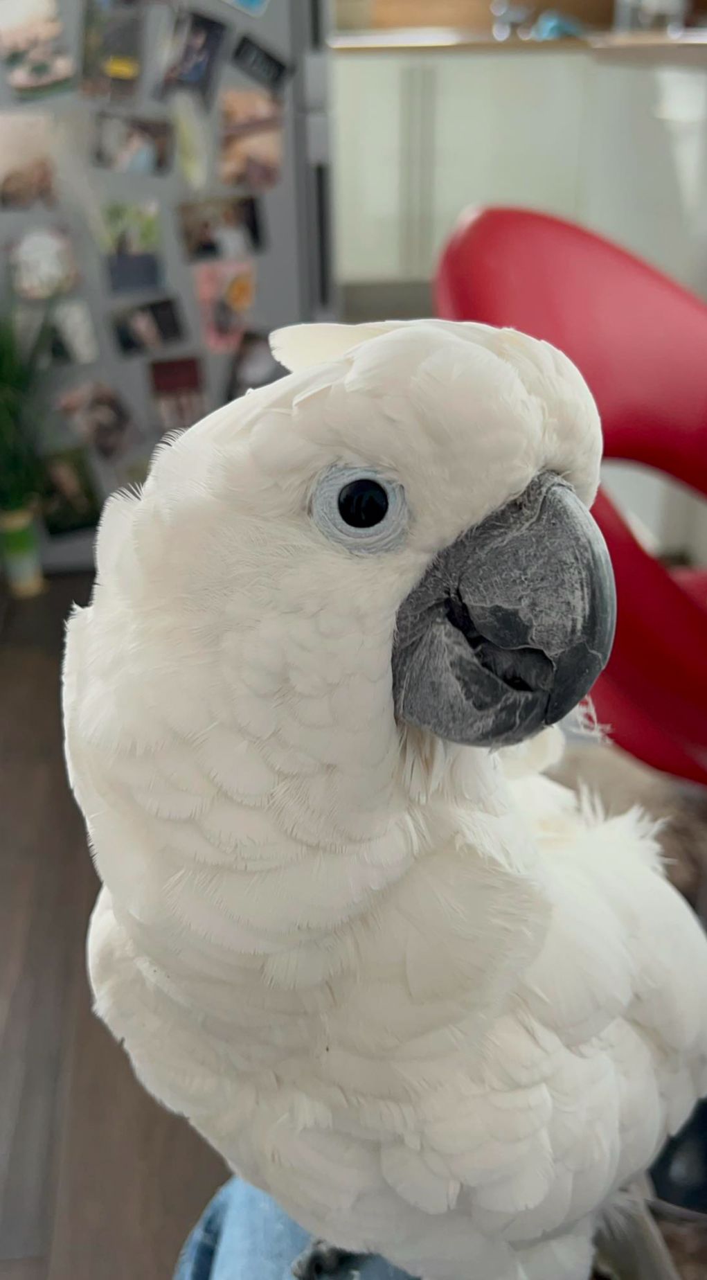 Hr. SchrΓΆder - R761, Kilmacanogue