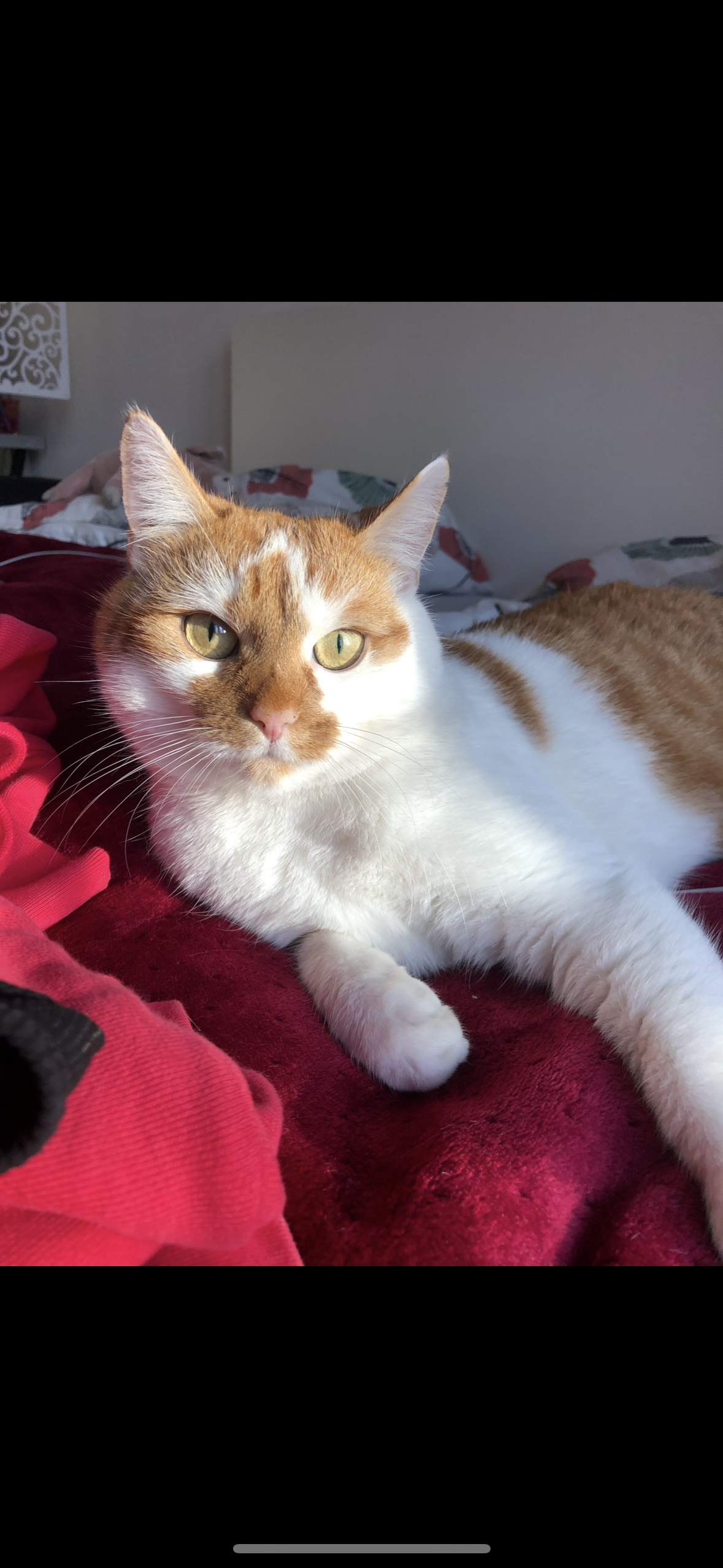 Kitty - Amselweg & Reinharzer Str. - Hammermühle, Bad Düben