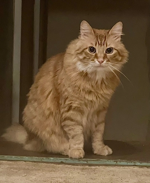 Mabouille - 11 Rue Saint-Dominique, Marseille