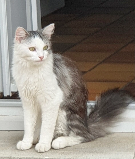 Roméo - Rue du Clos de la Ronce, Pannes