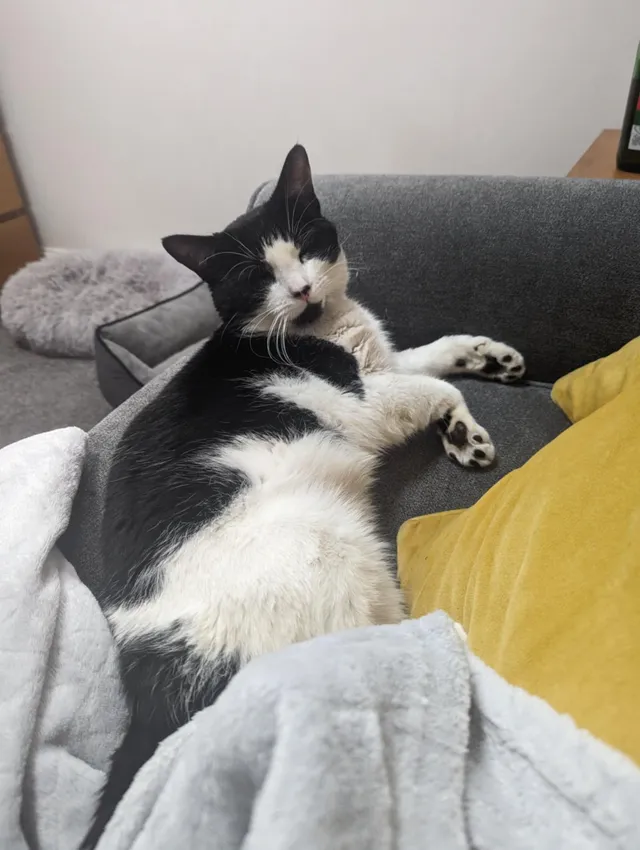 Fluffy - Hampshire Avenue, Slough