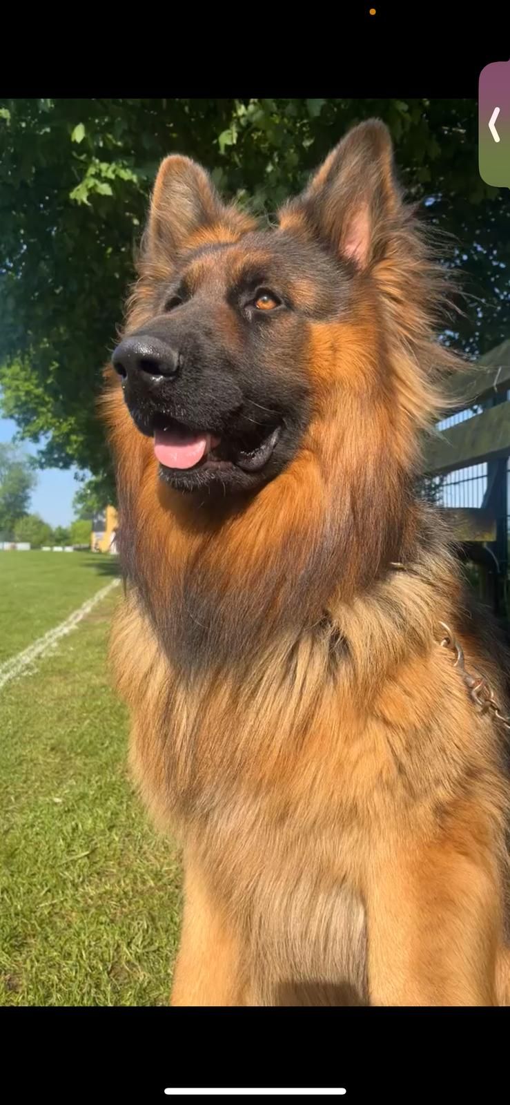 Czar - SL6 6, Maidenhead