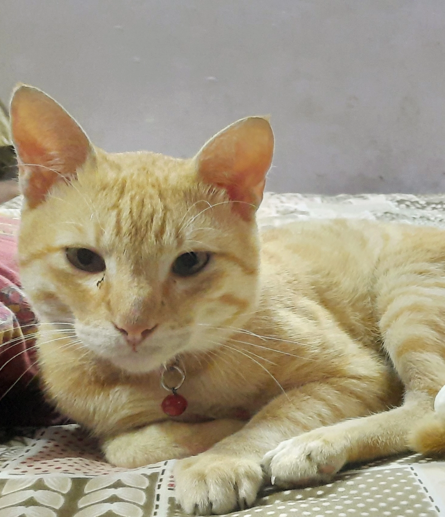 Goldy - Nainital Road, Haldwani