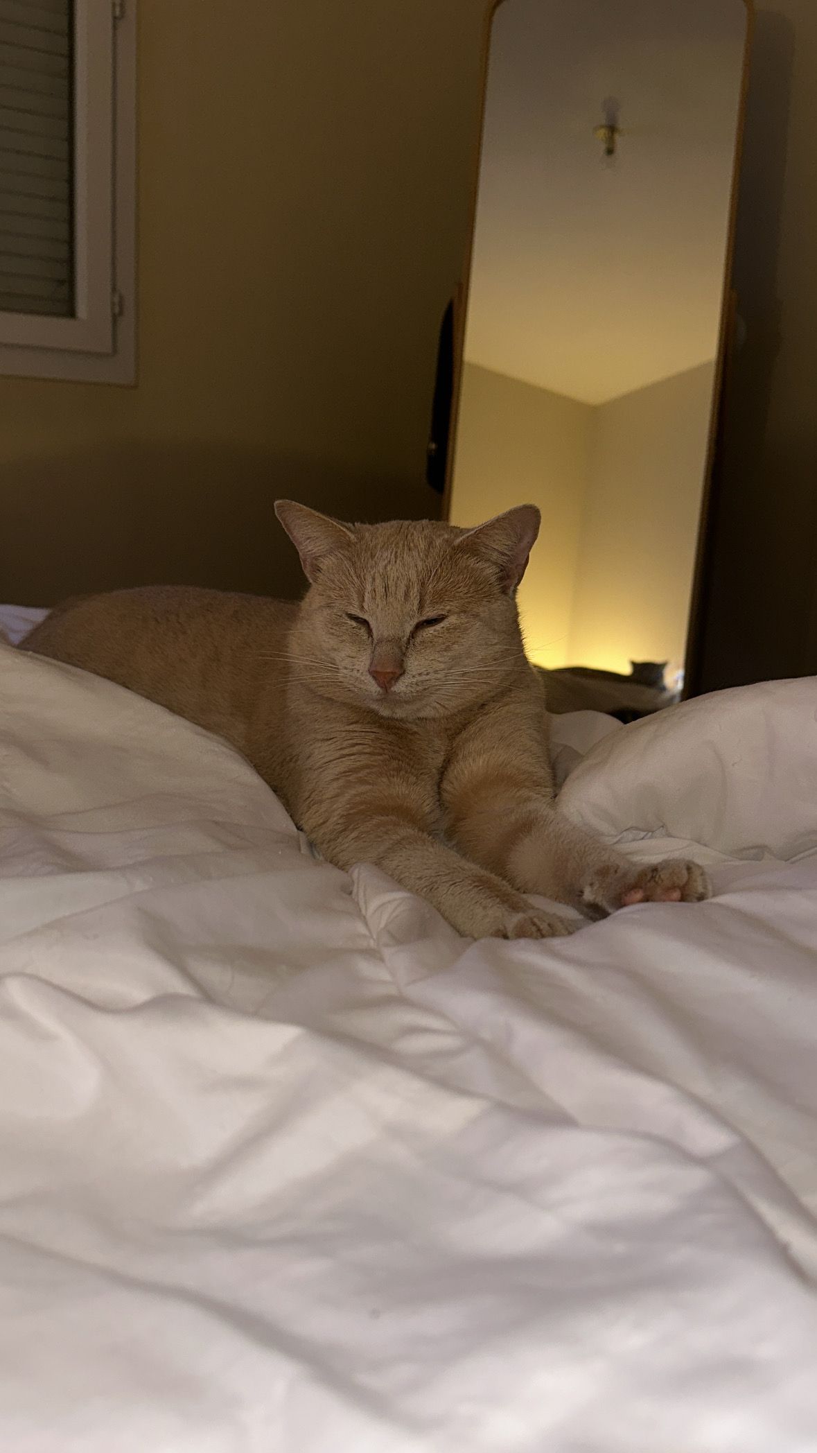 Simba un chat roux - 9 Rue de Wissen, Chagny