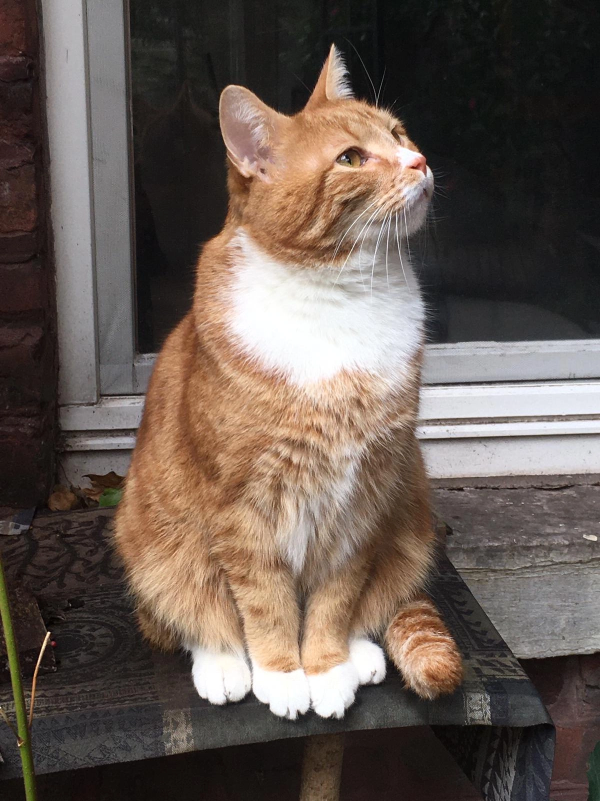 Garfield - Harscampstraße, Aachen