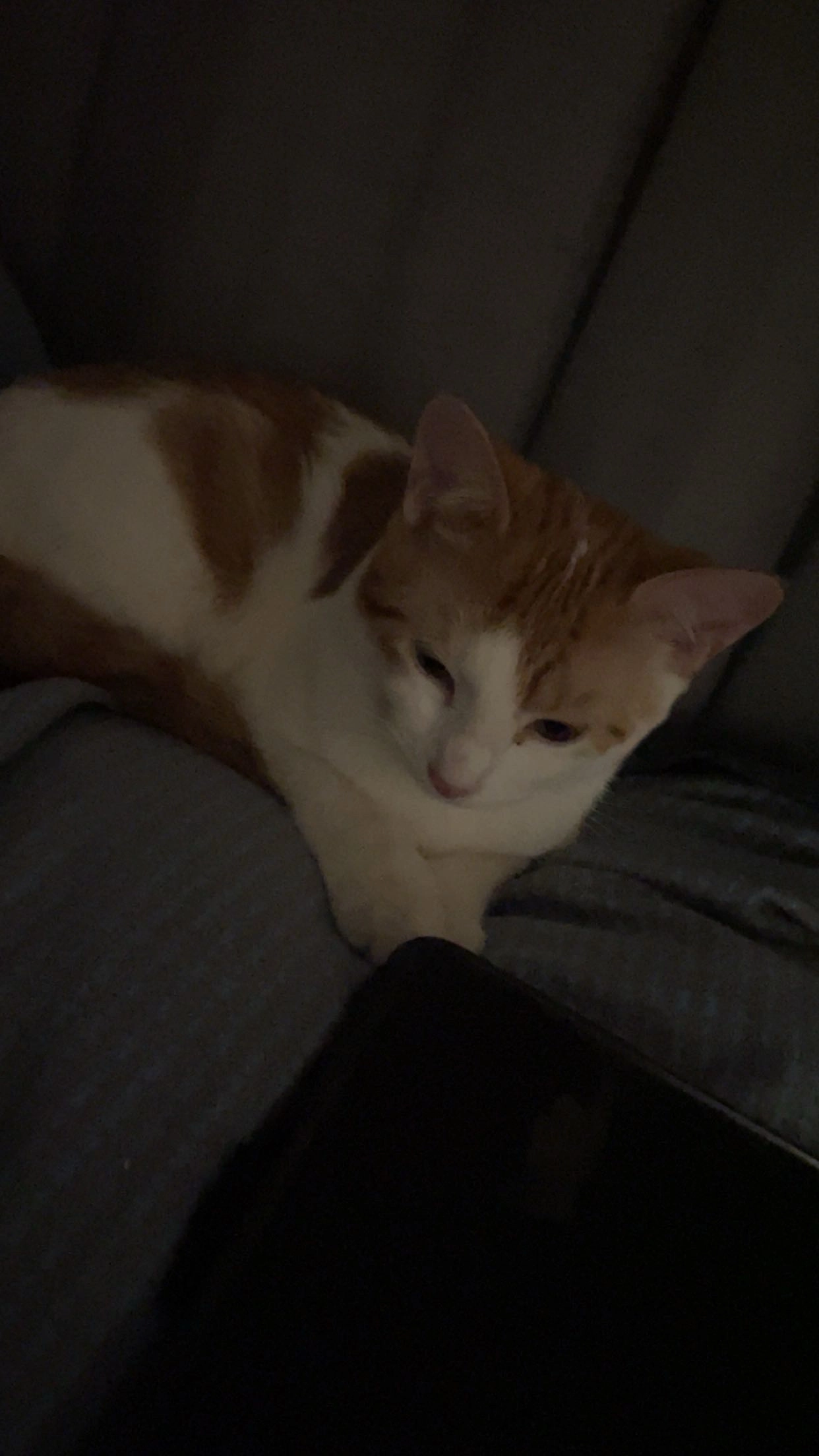 minnie - Winkeler Straße, Ingelheim am Rhein