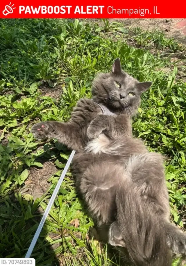 Binky - West Green Street, Champaign