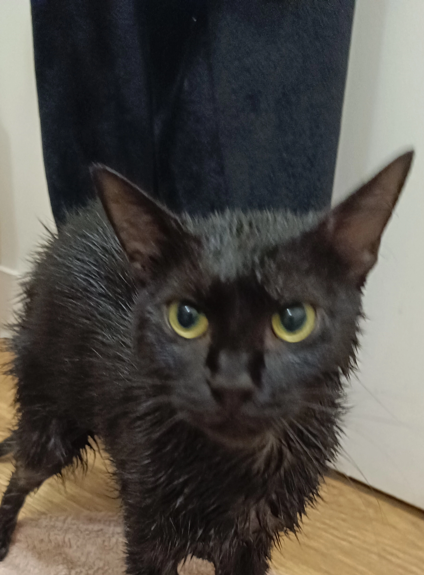 Petit gris - Impasse Du Clos Padre, Sigalens