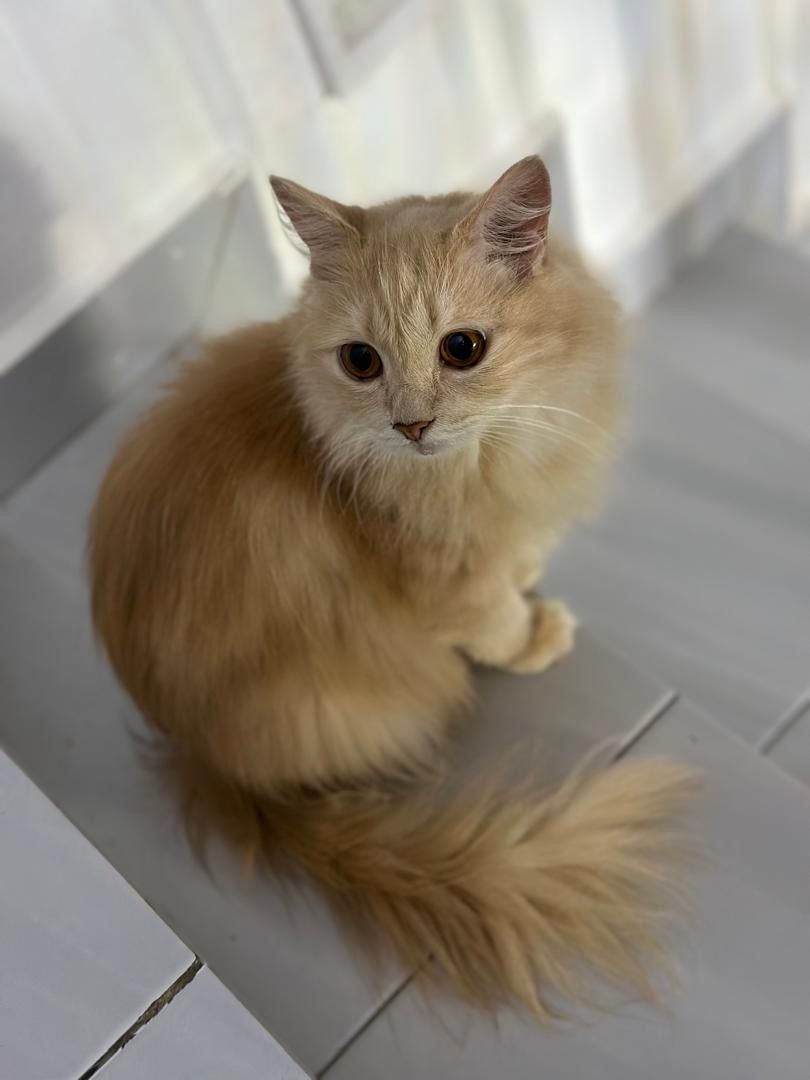 Adik - Jalan Bukit Tambun Perdana 11 Taman Bukit Tambun Perdana, Durian Tunggal