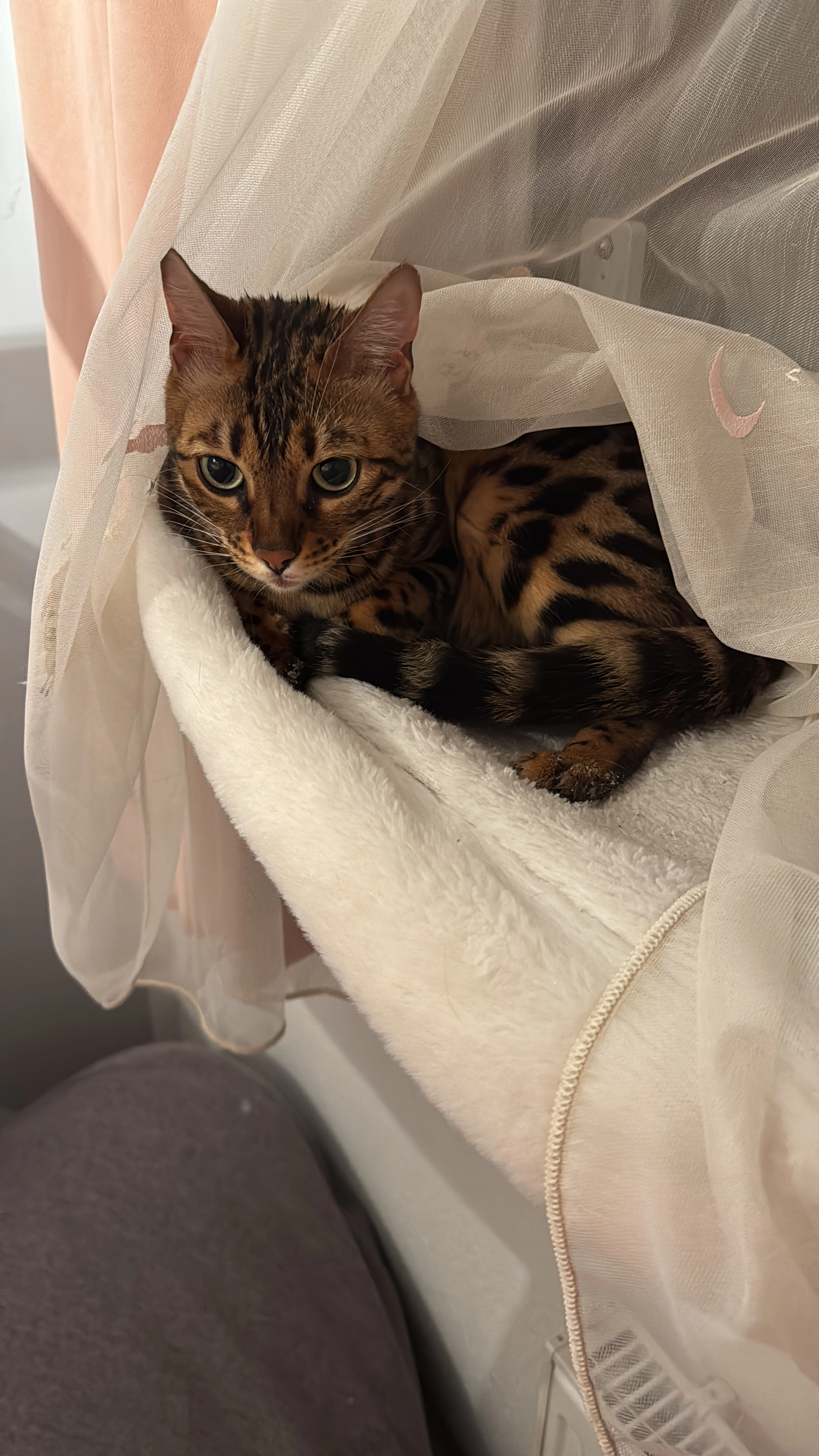 Cleo - Untere Dorfstraße 30, Nußdorf am Haunsberg