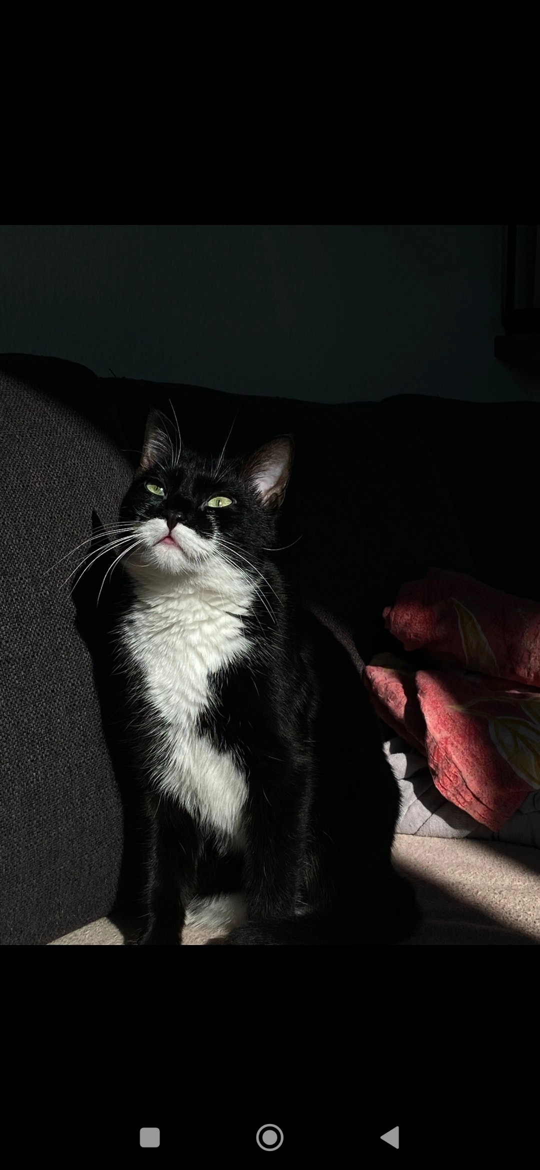 Nori  - Stiefmütterchenweg, Hamburg