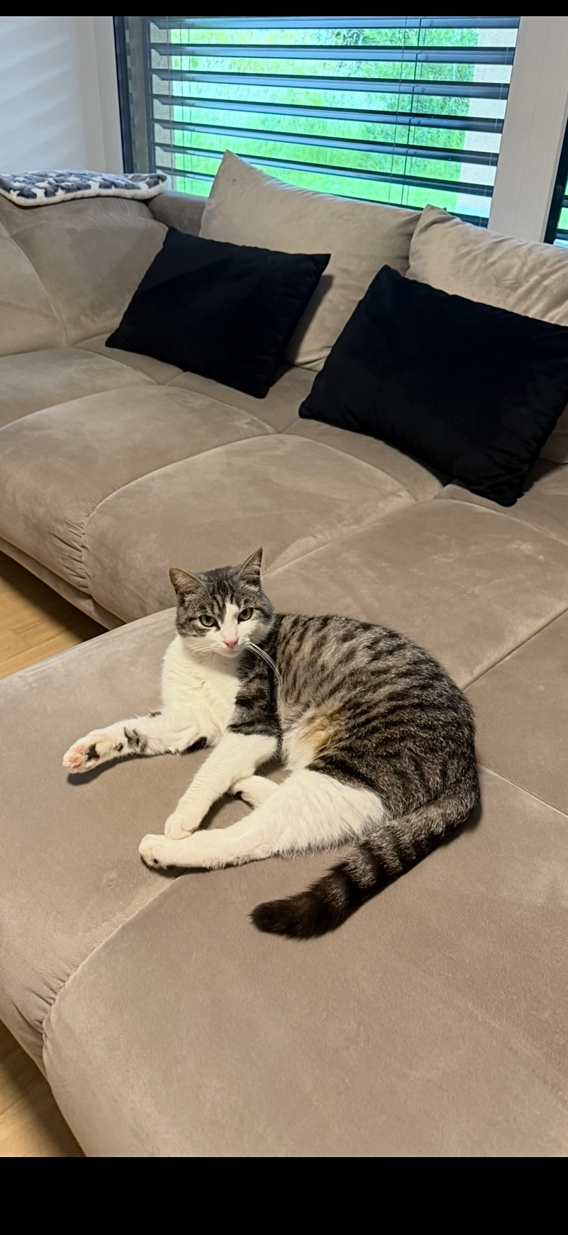 Katze - Haselstrasse, Kreuzlingen