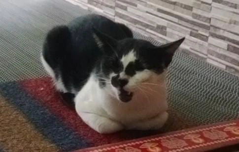 Pucche - Solapur Mangalore Highway, Maroli