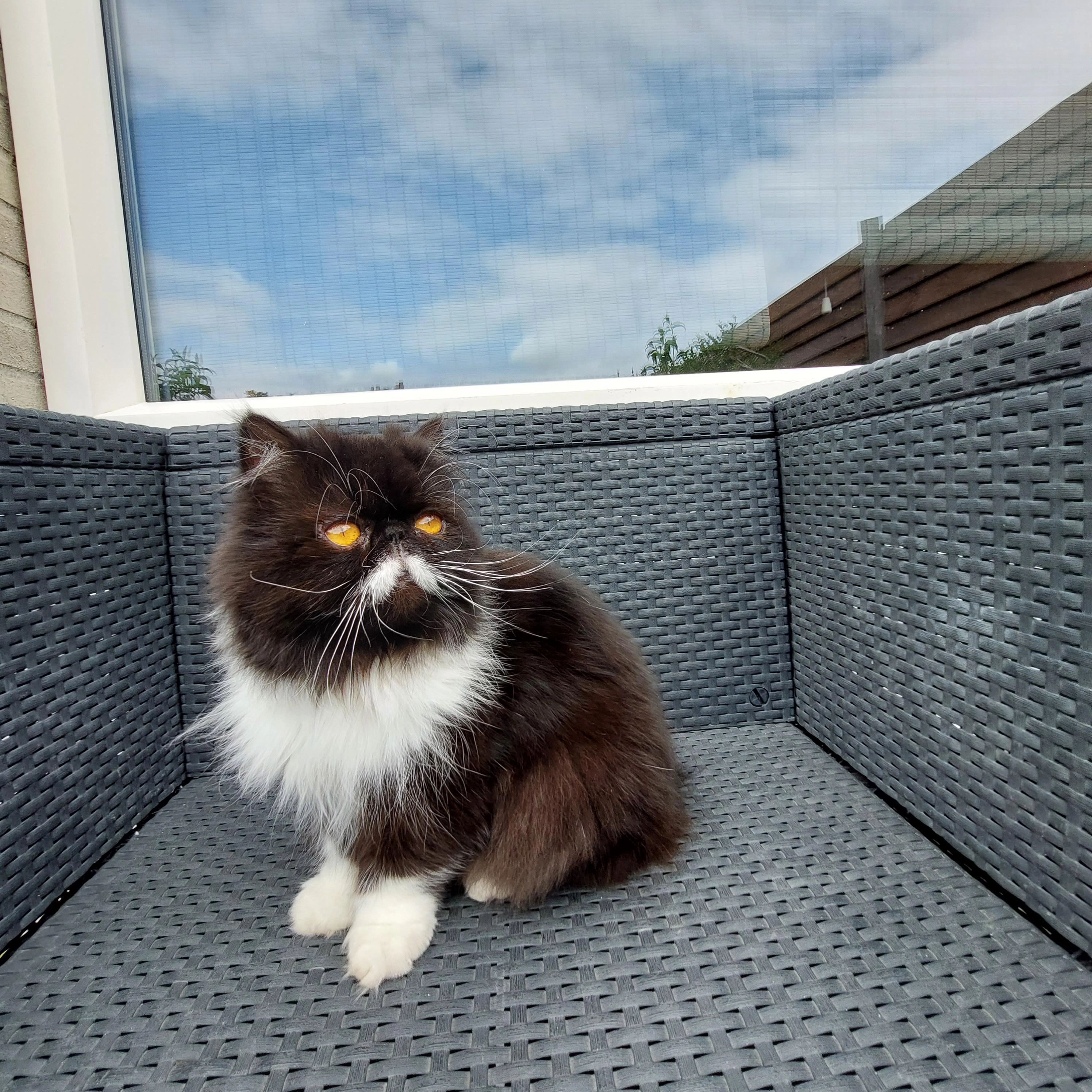 Geisha - Siciliëstraat, Almere