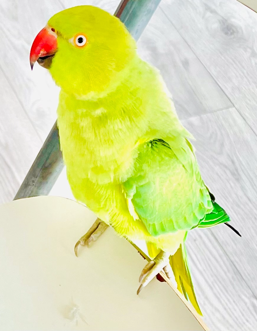 Yoki - 2 Rue Jean-Charles Lallement, Le Grau-du-Roi