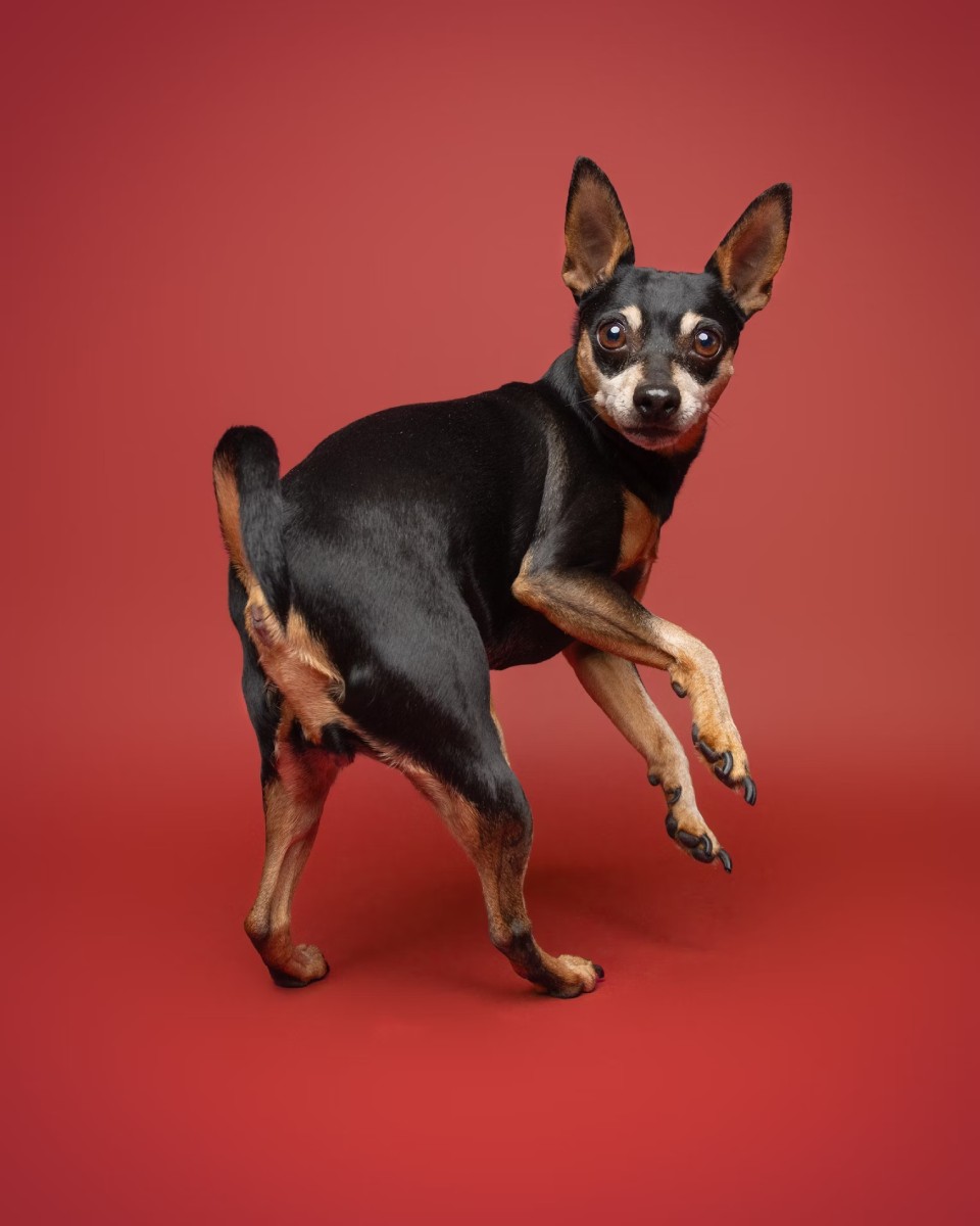 Rescued cat being gently held