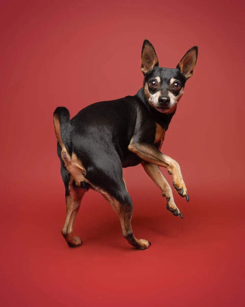 Person sitting sideways on the ground, not looking at a nervous lost dog, holding out food