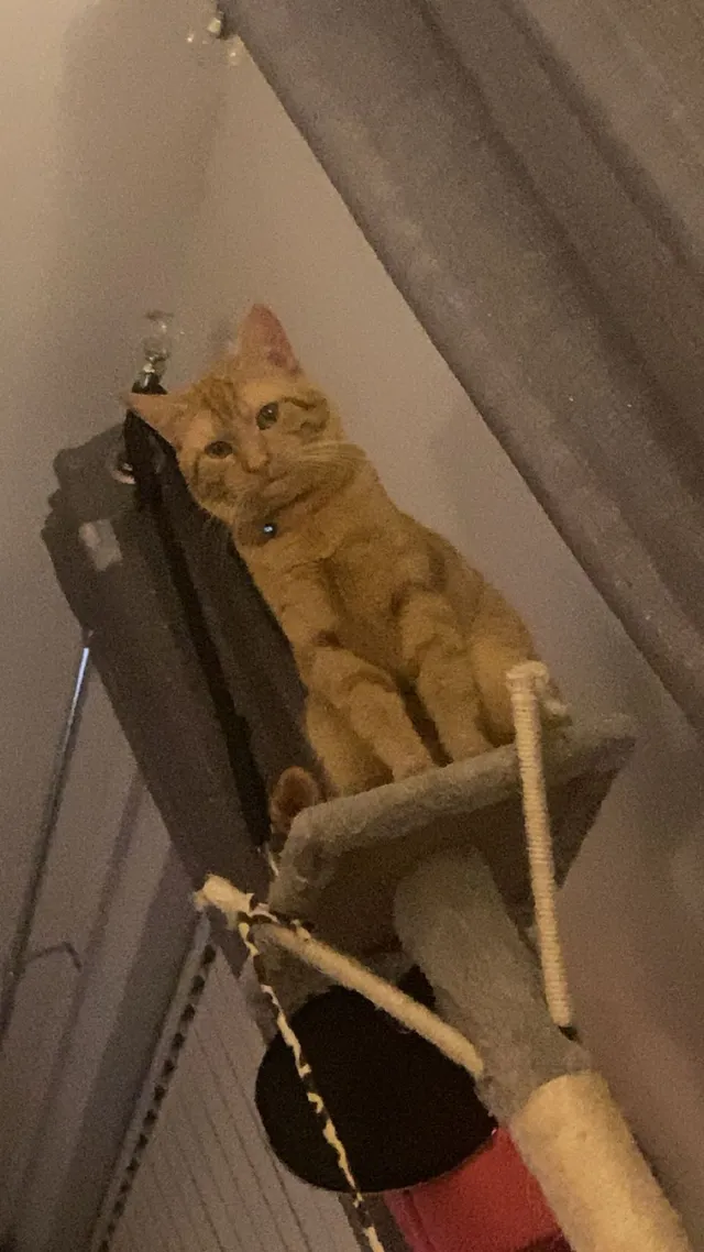 Ginge - Nelson Road, Rochester