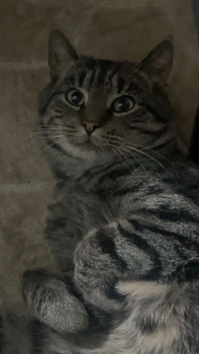 tiger - Bradford