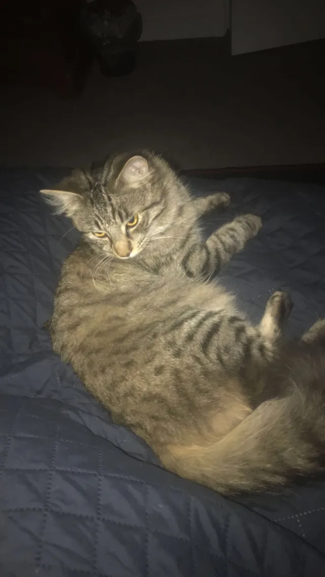 Luna - Newington, Ramsgate