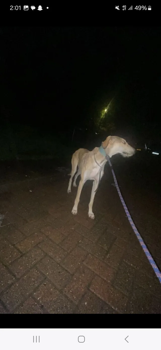 Champ - Dunstable