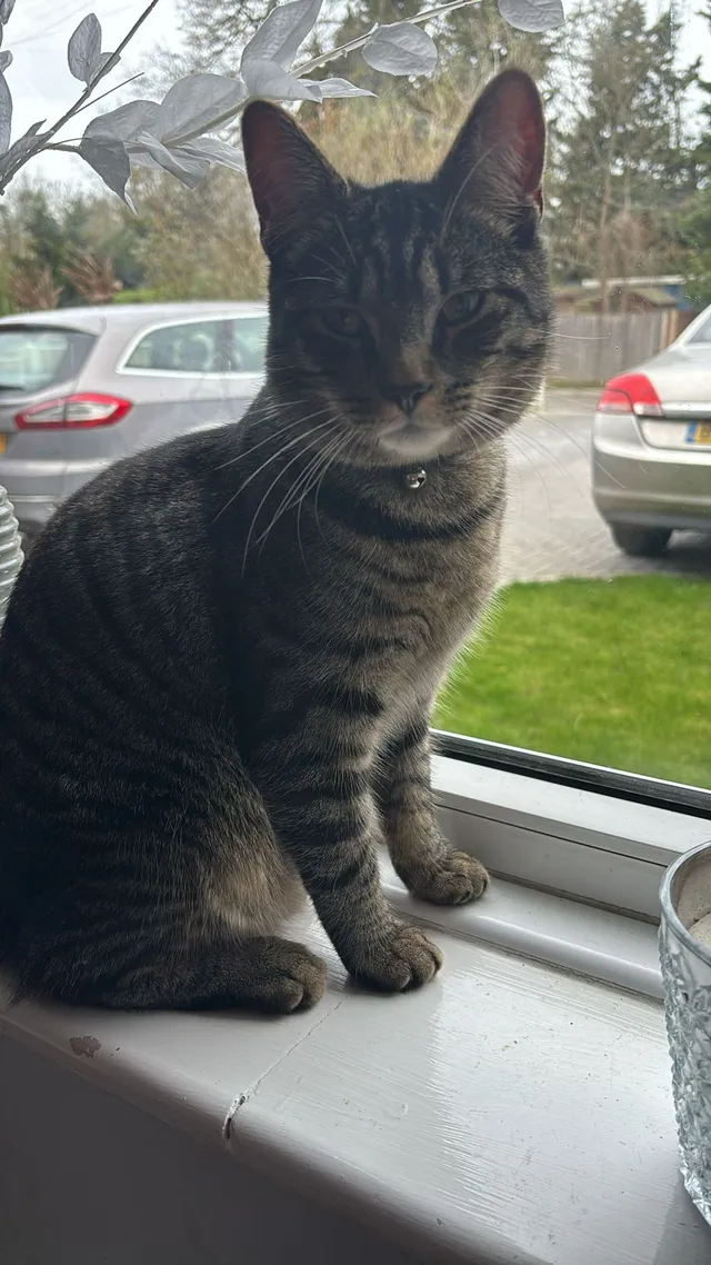 Reggie - Saint Ann's Road, Chertsey